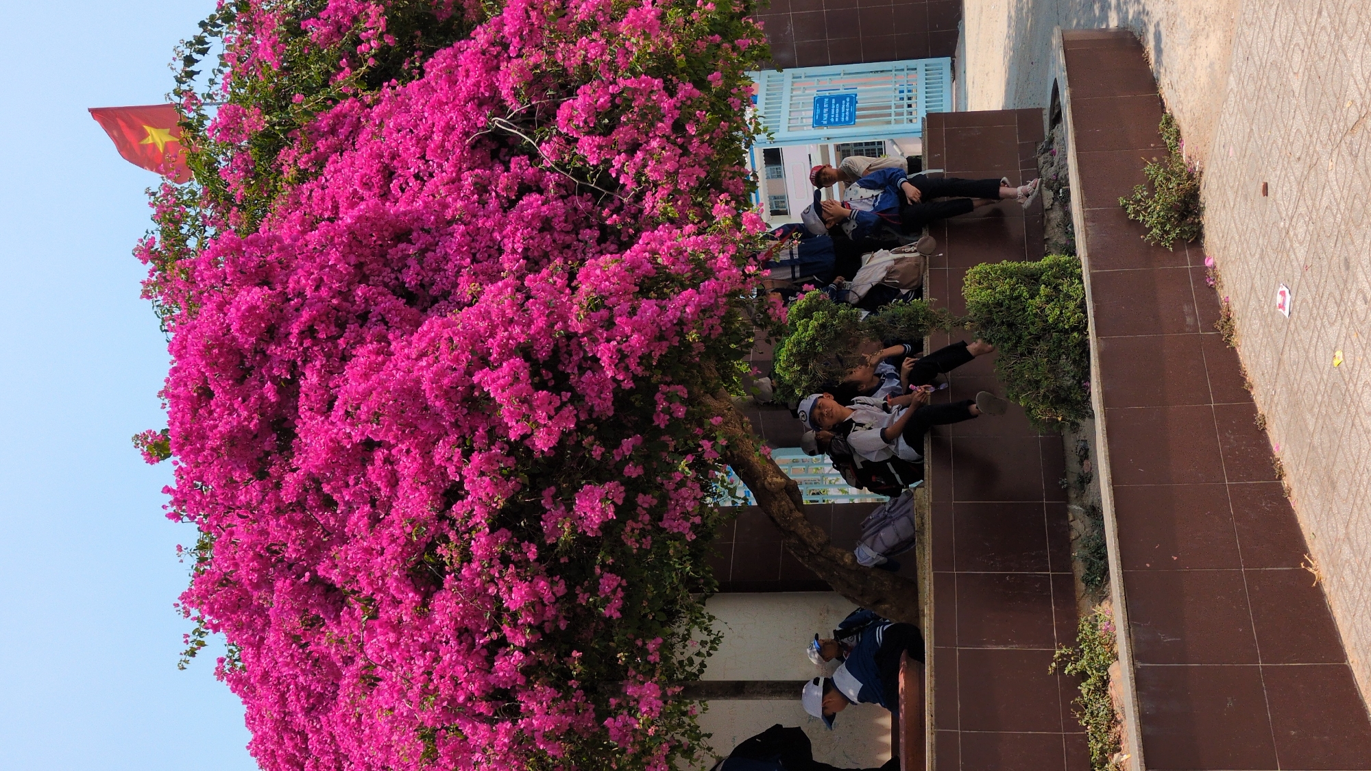 A brightly-lit outdoor scene shows a bougainvillea tree with vibrant magenta flowers in the upper left. The flag of Vietnam is visible in the upper left corner, partially obscured by the foliage. Several young people, appearing to be students in uniform, are resting or sitting on tiered concrete platforms adjacent to the tree. The platforms are lined with dark brown tiles and small shrubs. A light blue metal gate with signage is visible in the background, with a building beyond. The foreground shows a tiled walkway. The image suggests a location in Hải Hưng, Vietnam.