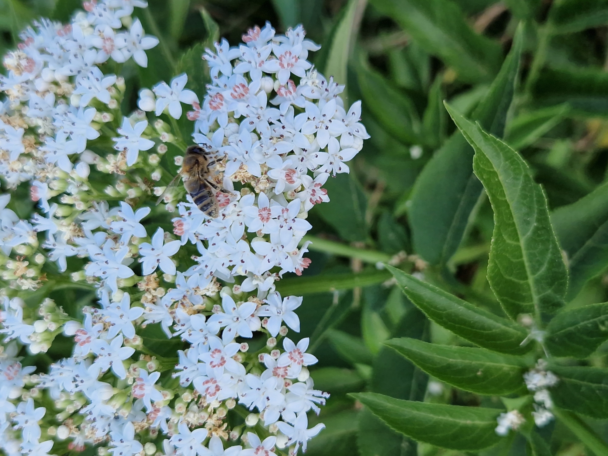 A close-up, eye-level shot shows a honey bee collecting nectar from a cluster of small white flowers. The bee is positioned in the center-right of the frame, facing left and slightly downward. Its body is striped in brown and yellow, and its wings are visible. The flowers are delicate, with five petals each, and many are in various stages of bloom, with some appearing to be wilting. The background consists of blurred green foliage, suggesting an outdoor setting. The image appears to have been taken in a garden or natural area within the city of Sofia, Bulgaria.