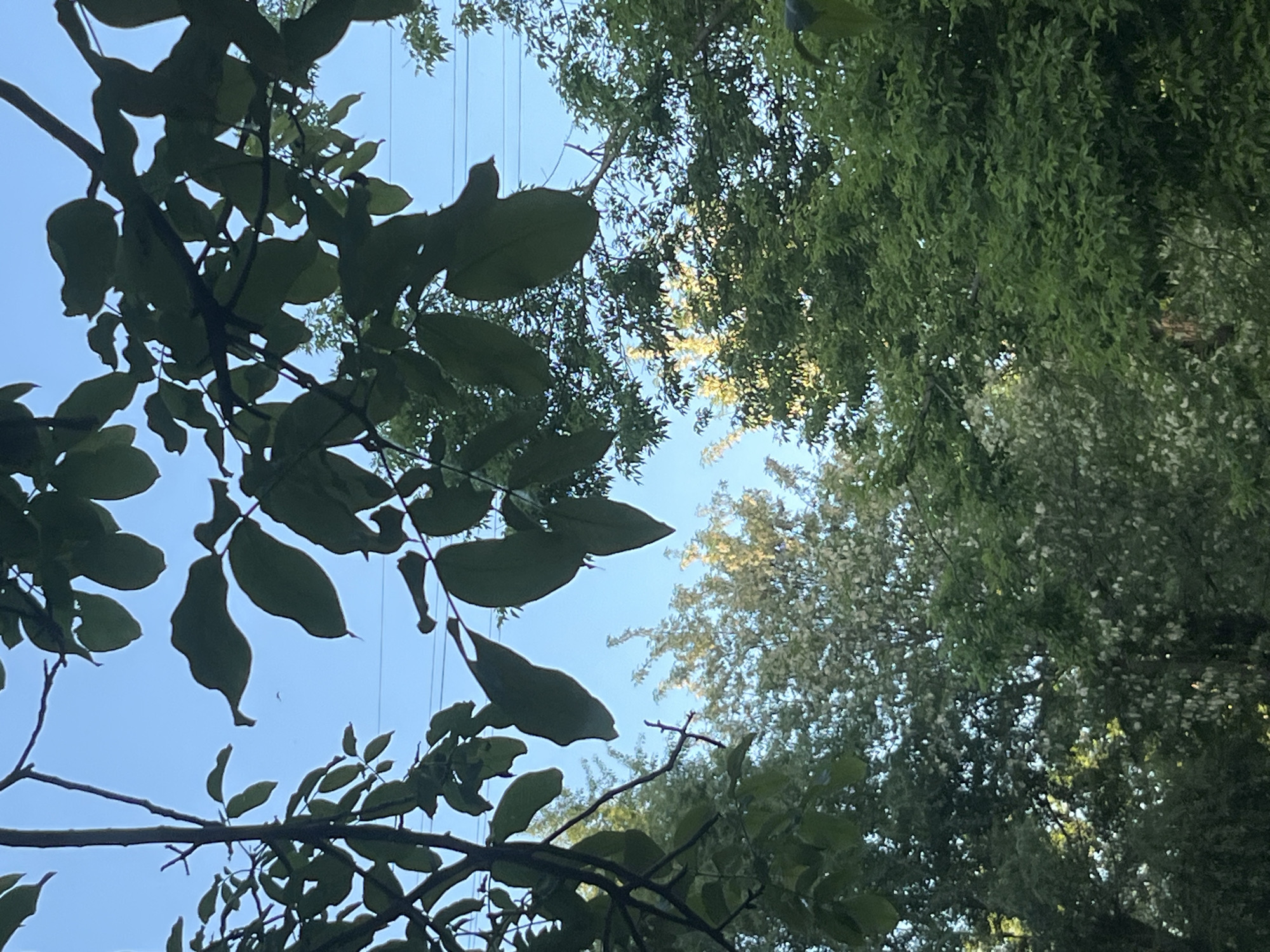 The image is an upward view through tree branches and leaves towards a blue sky. Some overhead power lines are visible. The tree on the left has larger, more rounded leaves compared to the tree on the right, which has finer, more densely packed foliage. The location is inferred to be within the city of Kryvyi Rih, Ukraine, based on the prompt. There are no people visible in the image.