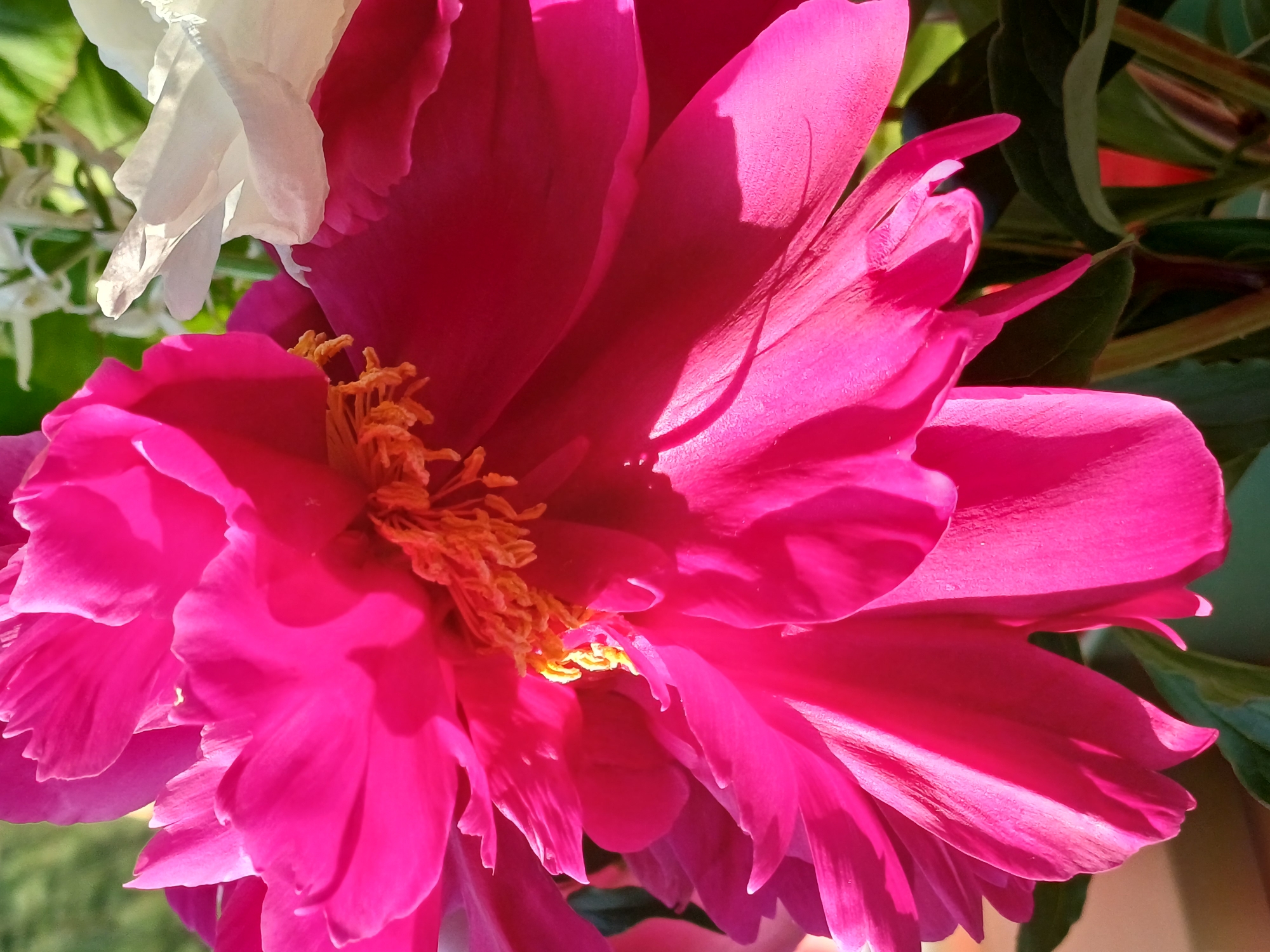 A close-up, eye-level, vertical shot shows the vibrant pink petals of a peony flower, with hints of orange stamen visible in the center. To the right and slightly behind the pink peony, the delicate white petals of another flower are visible. The background is softly blurred, with green foliage and hints of sunlight. No people or specific locations in Riga, Latvia are identifiable in this image. The lighting suggests it is daytime, possibly outdoors given the green foliage.