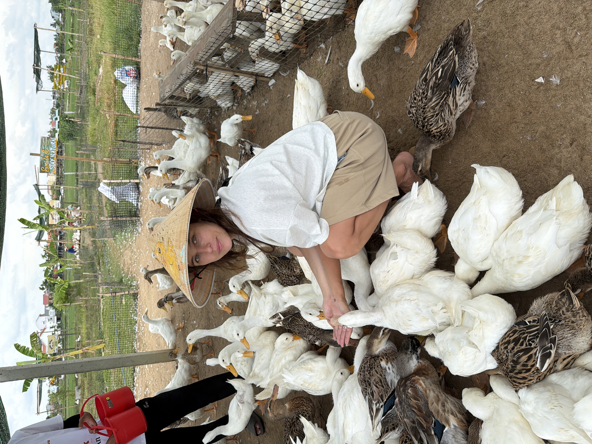 A woman wearing a conical hat is squatting down amidst a flock of ducks. She is wearing a white short-sleeved shirt and beige shorts. Her right hand is extended towards the ducks, appearing to feed them. Many white ducks and some brown ducks are clustered around her, with some of them looking at her hand and others eating. In the background, a person in black pants and a white shirt is holding two red buckets. Beyond the ducks and the person, there is a fence and a rural landscape with green fields, palm trees, and some buildings, indicative of Hoi An, Vietnam. The ground is covered in dirt and scattered feathers. The sky is overcast.