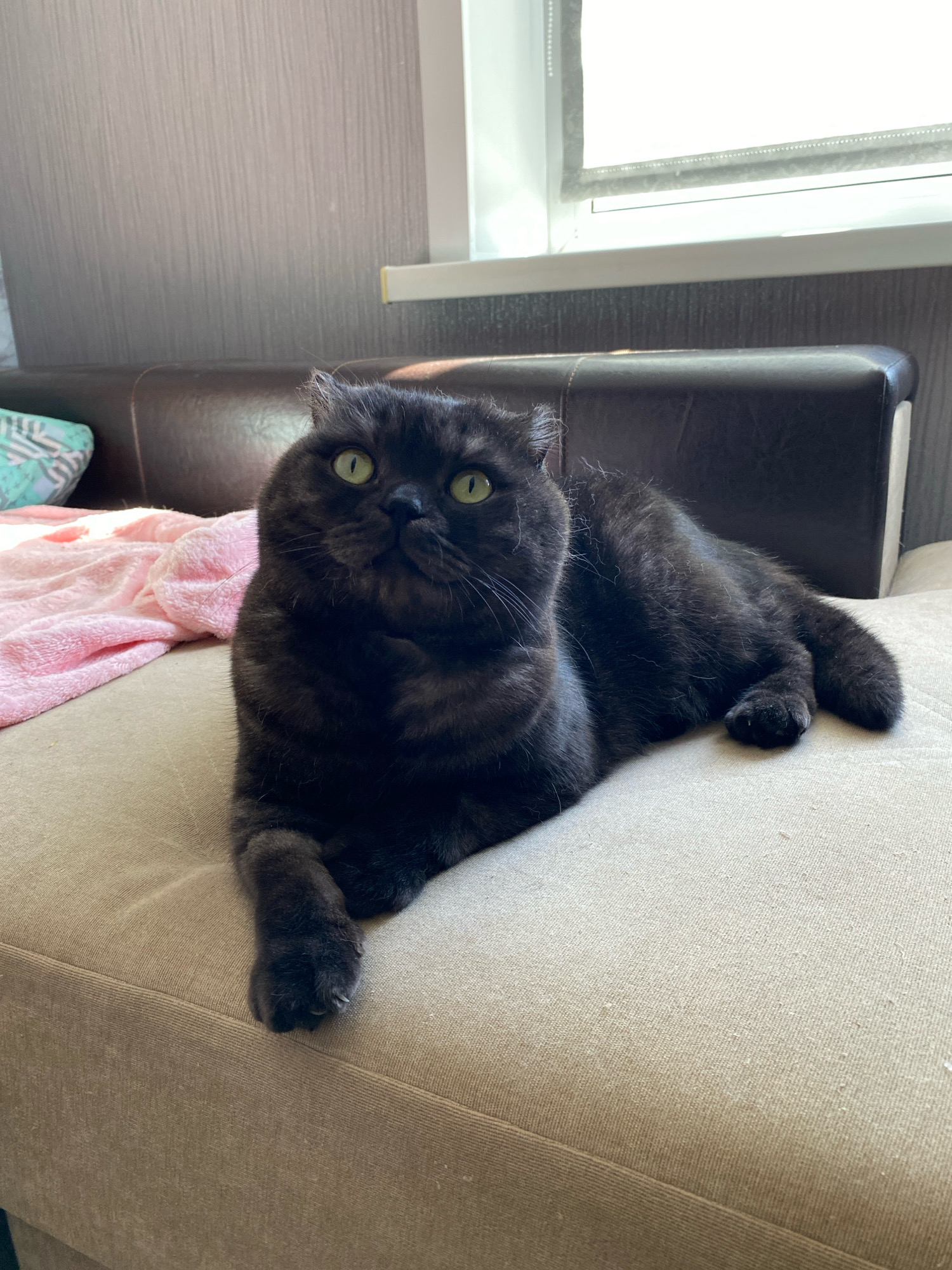 A black cat with green eyes lies on a beige sofa. A pink blanket is next to the cat on the left side of the sofa. A brown leather headrest is behind the cat. A window is visible in the background. The location is Zhlobin, Belarus.