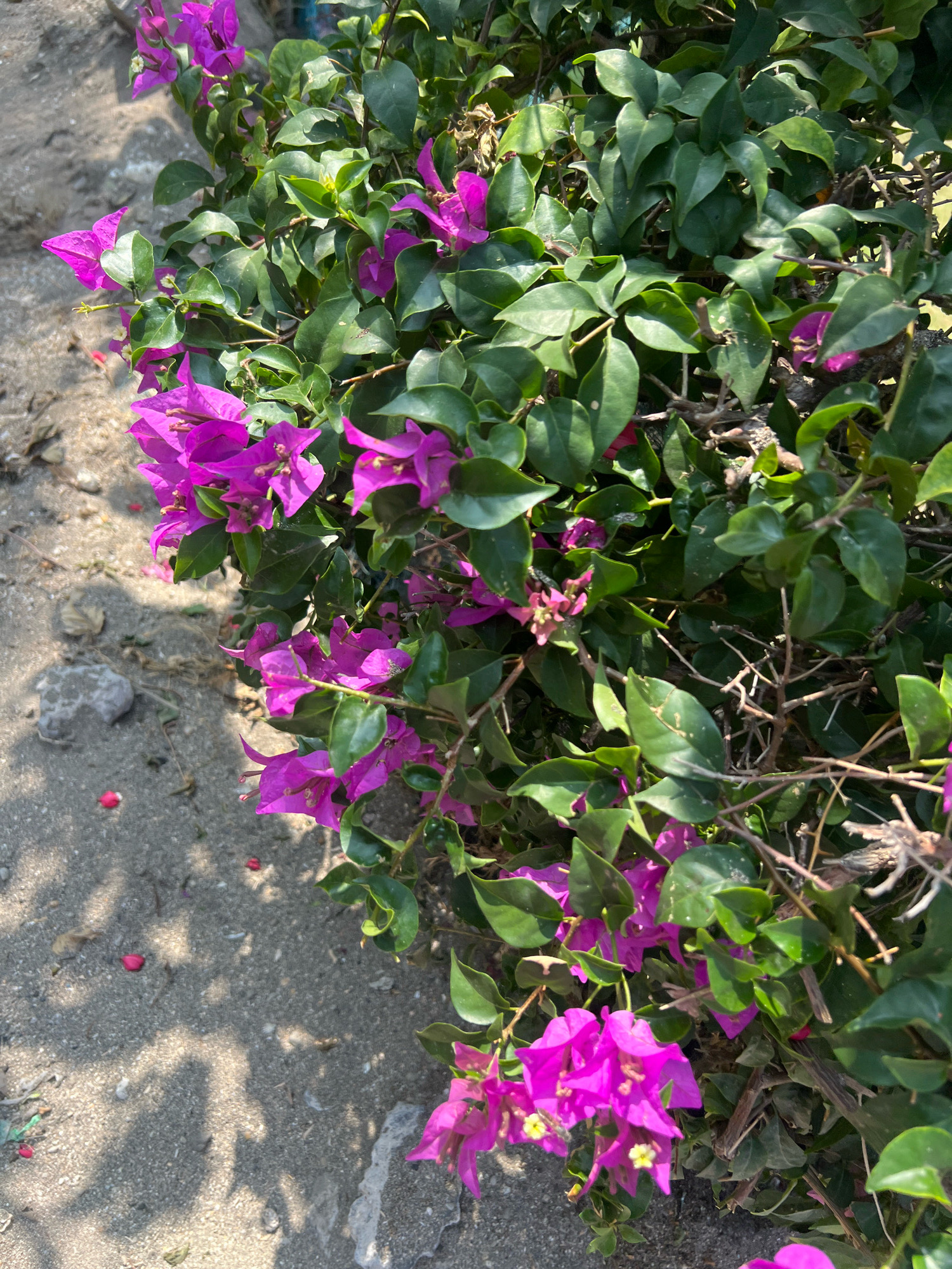 The image depicts a vibrant cluster of fuchsia bougainvillea flowers against a backdrop of lush green leaves. The bougainvillea are in full bloom, with their paper-like bracts creating a dramatic display of color. The flowers are clustered together on thorny stems, characteristic of the bougainvillea plant. The leaves are a deep, rich green, providing a stark contrast to the bright pink of the flowers. In the background, there's a sandy ground, possibly a pathway or garden bed, with scattered small red petals and some debris. The lighting suggests it's daytime, with shadows dappled across the ground, indicating sunlight filtering through the foliage. The scene appears to be an outdoor setting in Kuta, Indonesia, where bougainvillea are commonly found adorning gardens and public spaces due to the tropical climate. There are no people or animals visible in the image.