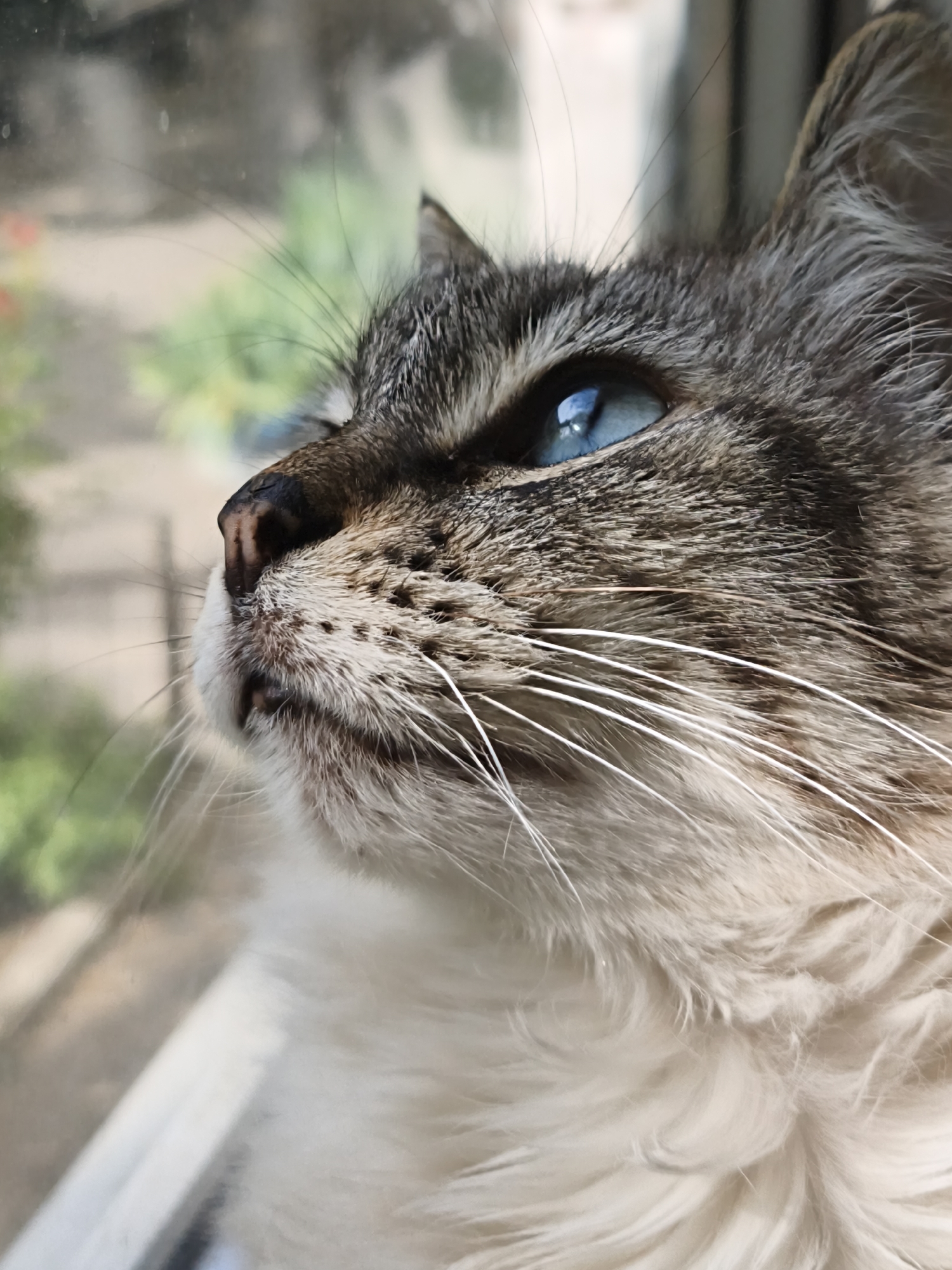 A close-up, eye-level, outdoor shot features the head of a tabby cat looking left, with its piercing blue eye catching the light. The cat's fur is a mix of gray, brown, and white, with distinct tabby markings. Its long white whiskers extend outwards. The background is softly blurred, showing hints of green foliage and a window frame. The image appears to be taken at ground level, suggesting the cat may be sitting or lying down. The scene is peaceful and serene.