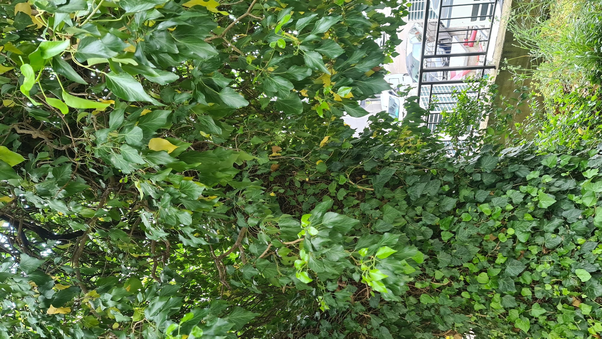 The image displays a vibrant outdoor scene dominated by dense green foliage, characteristic of the Mediterranean climate in Budva, Montenegro. The primary subject is a thick growth of various leafy plants and ivy, forming a lush, natural screen.
On the left side of the frame, a large bush or tree is visible with broad, somewhat heart-shaped leaves. These leaves are predominantly a rich green, although some exhibit yellowish hues, possibly due to sun exposure or seasonal changes. Thick, woody branches are interwoven within this dense foliage.
Towards the right side and extending across the lower portion of the image, there is a profuse growth of common ivy (Hedera helix), identifiable by its distinctly lobed, dark green leaves. This ivy forms a dense mat, climbing or spreading across a surface and largely obscuring the background.
Through gaps in the ivy on the upper right side, elements of an urban environment are discernible. A light-colored building structure is partially visible, featuring black metal railings that suggest a balcony or a fire escape. Below these railings, several white rectangular objects, likely air conditioning units or window frames, are mounted on the building's exterior. Further in the background, the tops of what appear to be white vehicles, possibly vans or cars, can be seen, indicating a nearby street or parking area.
The scene is illuminated by natural daylight, with subtle variations in light and shadow enhancing the texture of the leaves. There is no human or animal activity present, rendering the scene static. No visible text is present in the image. The overall impression is one of nature thriving and intermingling closely with urban infrastructure.