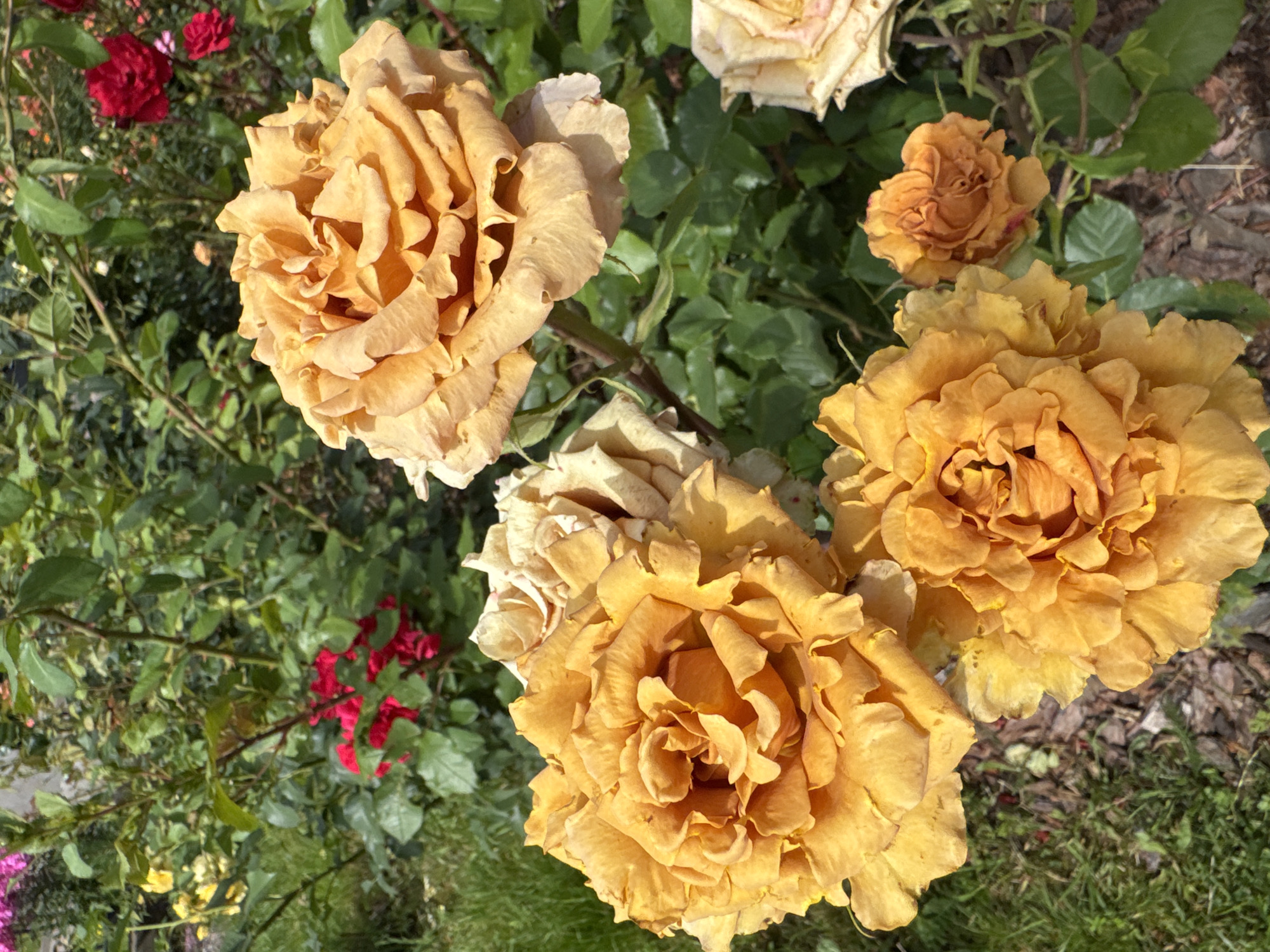The image shows a close-up of several golden-orange roses in bloom, with some dried or faded roses visible in the background. The roses are dense with many petals. In the background, out-of-focus red roses and green foliage are visible. The ground is covered with grass and wood chips. There are no people or animals in the image, and no discernable city landmarks or features that would indicate a specific location in Saint Petersburg, Russia. The scene appears to be a garden or park.