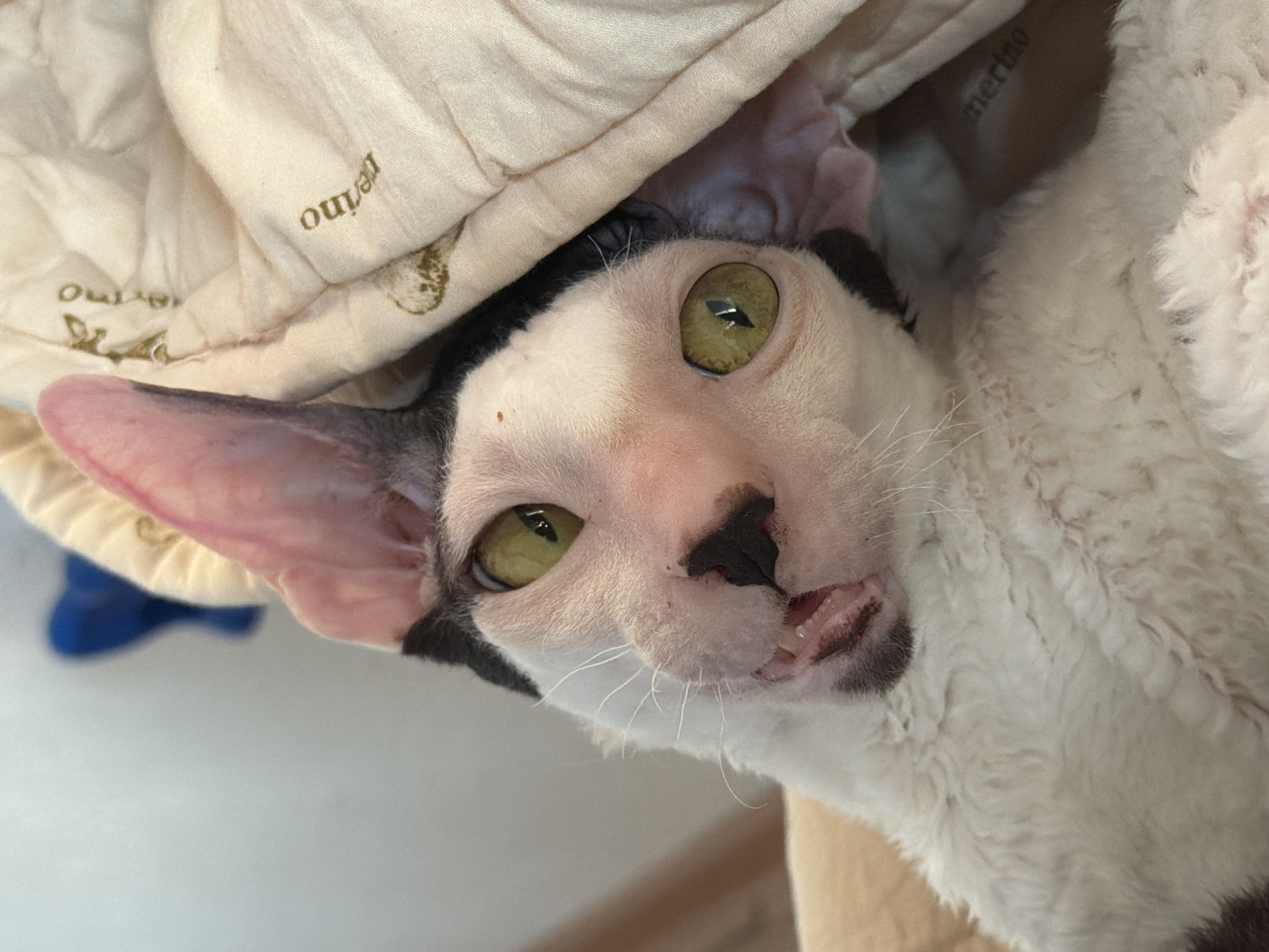 A close-up, head-and-shoulders shot shows a Cornish Rex cat with white fur, black markings on its head and ears, and striking green eyes. The cat's mouth is open, revealing its pink tongue and teeth, and its head is tilted back, with one large, pink ear prominently displayed. The cat is partially nestled in a beige, quilted blanket with faint text and a small graphic print. The background is softly blurred, with a hint of a wall on the left and a portion of a blue object. The image appears to be taken indoors. There is no indication of location in Yekaterinburg, Russia.