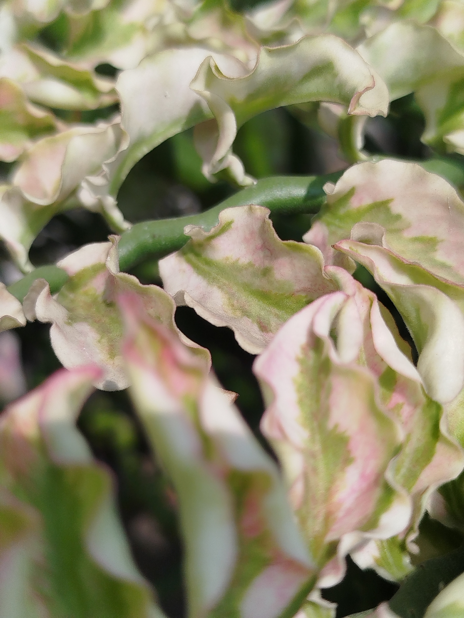 The image shows a close-up, macro view of the variegated leaves of a plant. The leaves are a mix of white, light green, and pinkish hues, with wavy, ruffled edges. Some areas of the leaves are a creamy white, while others have patches of green and delicate pink. The plant appears to be growing outdoors, with a blurred green background suggesting foliage or other plants. The lighting creates soft shadows and highlights on the textured surfaces of the leaves. There are no people or man-made objects visible in the image. The scene is a detailed botanical study, focusing on the intricate patterns and colors of the plant's foliage. This image was taken in Depok, Indonesia.