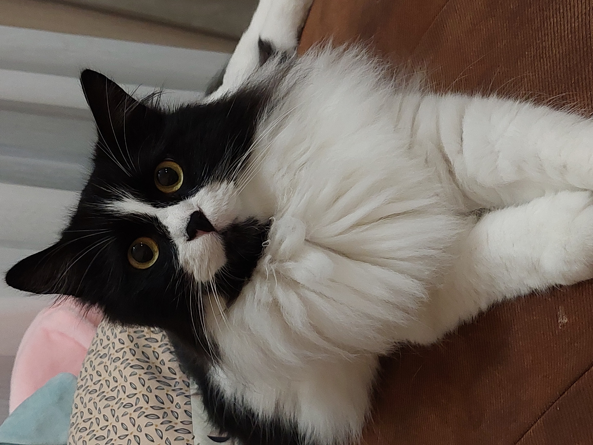 A black and white fluffy cat is lying down on a brown surface. The cat has yellow eyes and white whiskers. The background is blurred and shows some pillows and a curtain. This image was taken indoors, likely in a residential setting. There is no information available that would allow for the identification of a specific location in Plovdiv, Bulgaria.