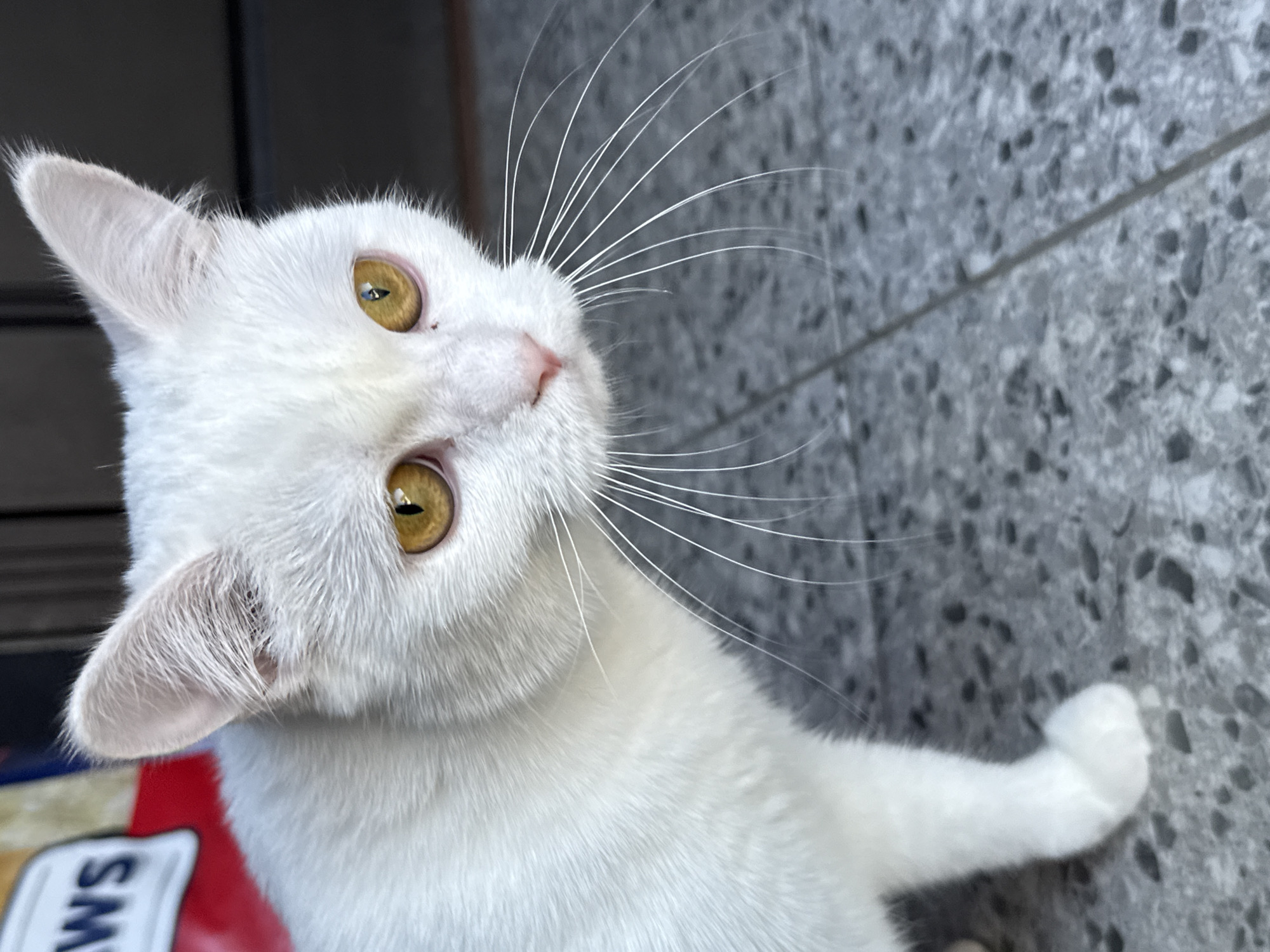 A close-up shot of a white cat with golden eyes is positioned on a grey, speckled tiled surface. The cat is facing to the right, with its head tilted slightly downwards. Its white fur appears soft and fluffy, and its long, white whiskers are fanned out from its nose. The background is blurred, showing a dark, indistinct vertical surface and a hint of a red and white object to the left of the cat's head. The lighting casts subtle shadows, highlighting the texture of the cat's fur and the details of its face.