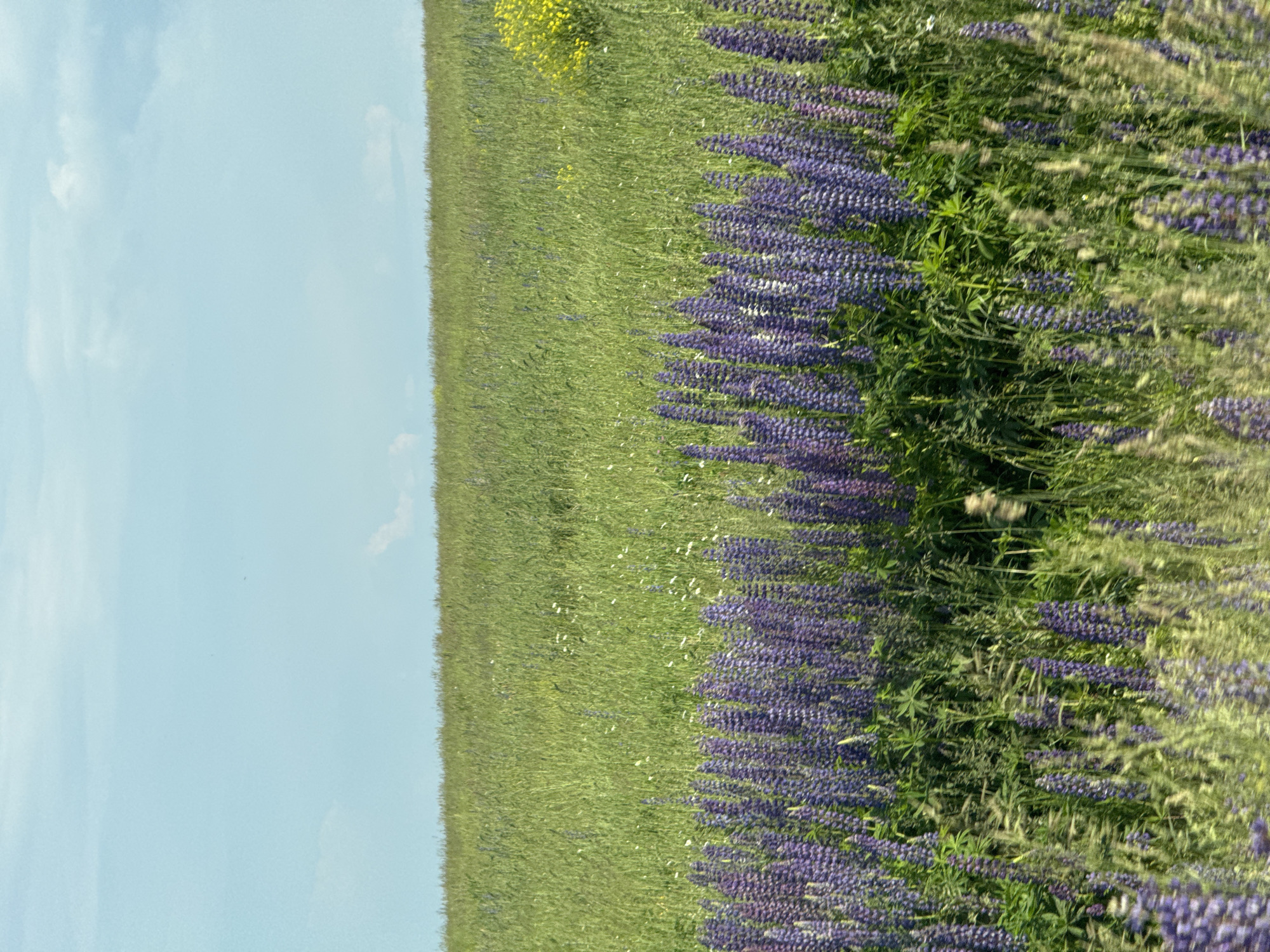 The image depicts a vast, sunlit field with a clear blue sky overhead. In the foreground, a dense row of tall, purple lupine flowers stretches horizontally across the frame, interspersed with green foliage and blades of grass. Behind the lupines, a field of taller, lighter green grass extends into the distance, with scattered small white flowers and a cluster of bright yellow flowers visible on the right side. The horizon line is low, dividing the scene into roughly equal halves of sky and land. The scene is located in the city of Vanki, Russia. There are no people or animals visible in the image, and no discernible actions or interactions are taking place. The environment is natural and appears to be a rural or undeveloped area.
