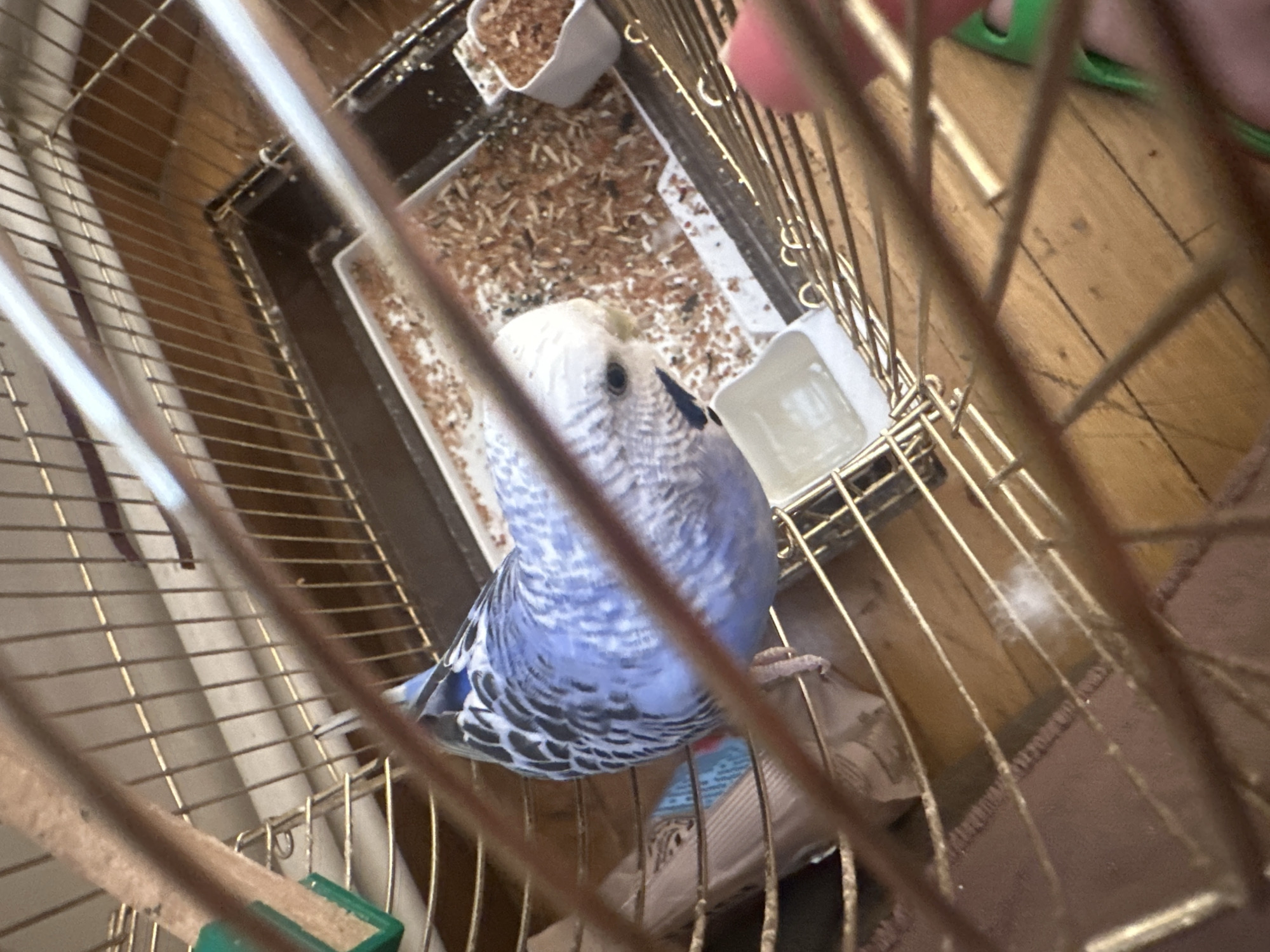 A light blue budgerigar bird is perched inside a wire cage on a wooden floor. The bird has a white head with black markings, and its body is primarily light blue with darker blue and black wing patterns. The cage contains a white food dish filled with brown birdseed or bedding material, and another smaller white dish is visible in the foreground. The cage bars are gold colored and slightly blurred due to the camera's focus. The background is out of focus, showing more of the wooden floor and cage interior.