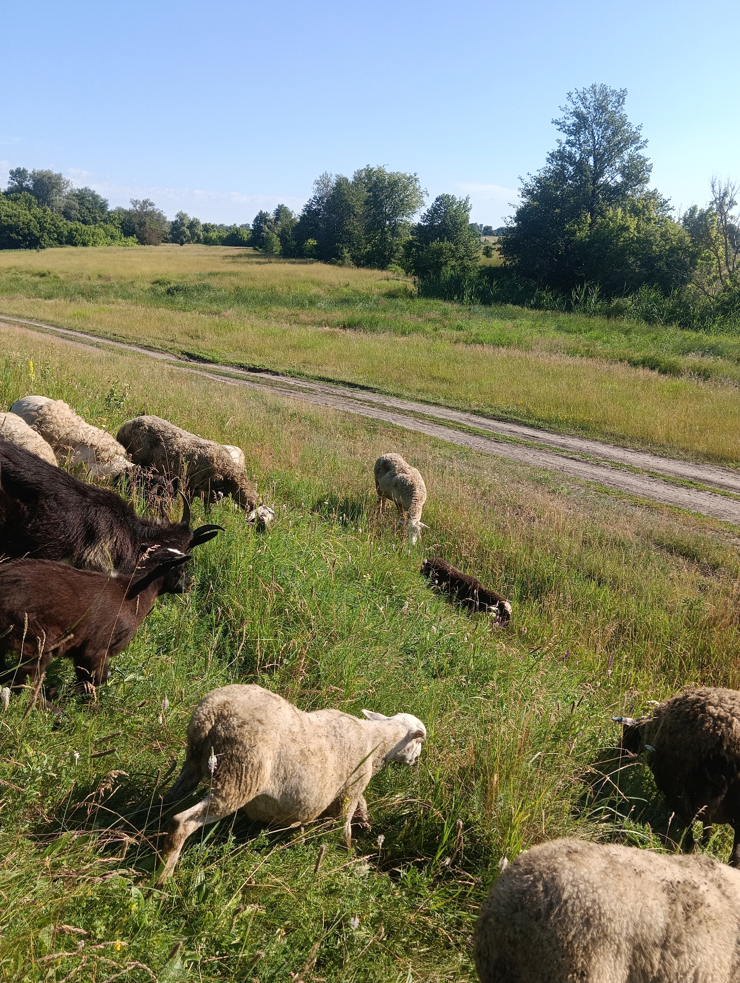 A flock of sheep and two goats graze in a grassy field with a dirt path running through it. The field is surrounded by trees under a clear blue sky. The sheep and goats are of various colors, including white, brown, and black. Some of the animals are actively grazing, while others are standing or lying down. The overall scene is peaceful and pastoral.