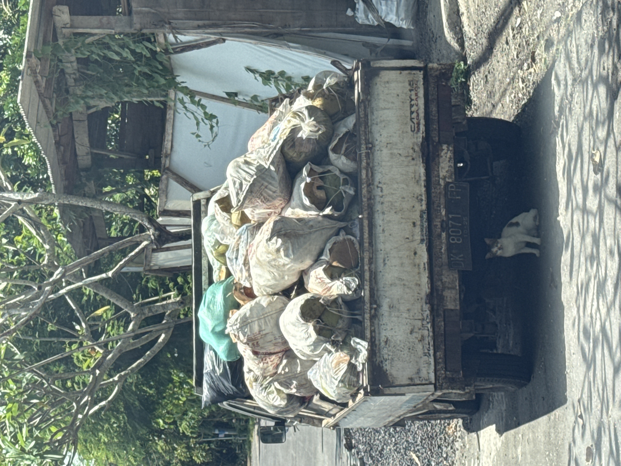 A daytime shot shows a small, white truck overloaded with large white bags containing coconuts. The truck is parked on a paved area that transitions into gravel. A white cat is standing by the back of the truck. The license plate visible reads "DK 8071 FP" and the truck has "CARRY 1.5 MEGA CARGO" printed on its side. The setting appears to be a somewhat rural area with trees and a partially visible building with a white sheet hanging off the side. The location is Nusa Dua, Indonesia.