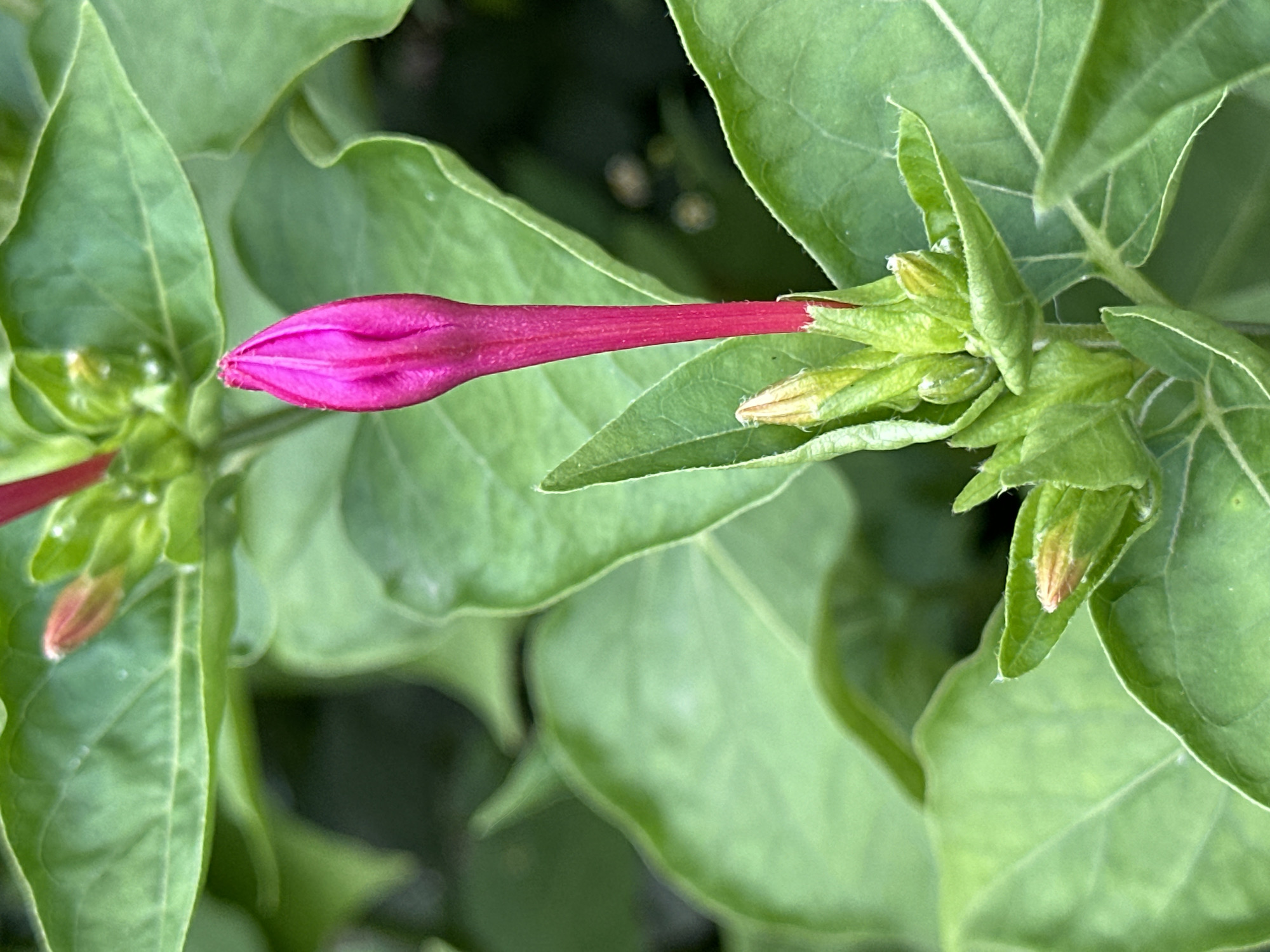 The image is a close-up, macro photograph of a single, vibrant pink flower bud on a plant with lush green leaves. The bud is elongated and pointed, with visible sepals enclosing the petals. Several smaller, less developed buds, some with hints of orange, are clustered at the base of the main bud. The background consists of softly blurred green foliage, suggesting a natural outdoor setting. The lighting appears to be natural daylight, creating soft shadows and highlighting the texture of the leaves and bud. There are no people or animals visible in the image. The scene is focused on the intricate details of the flowering plant, emphasizing its natural beauty and the process of blooming. The image is likely taken in a garden or a natural area within the city of Yessentuki, Russia, given the implied context.