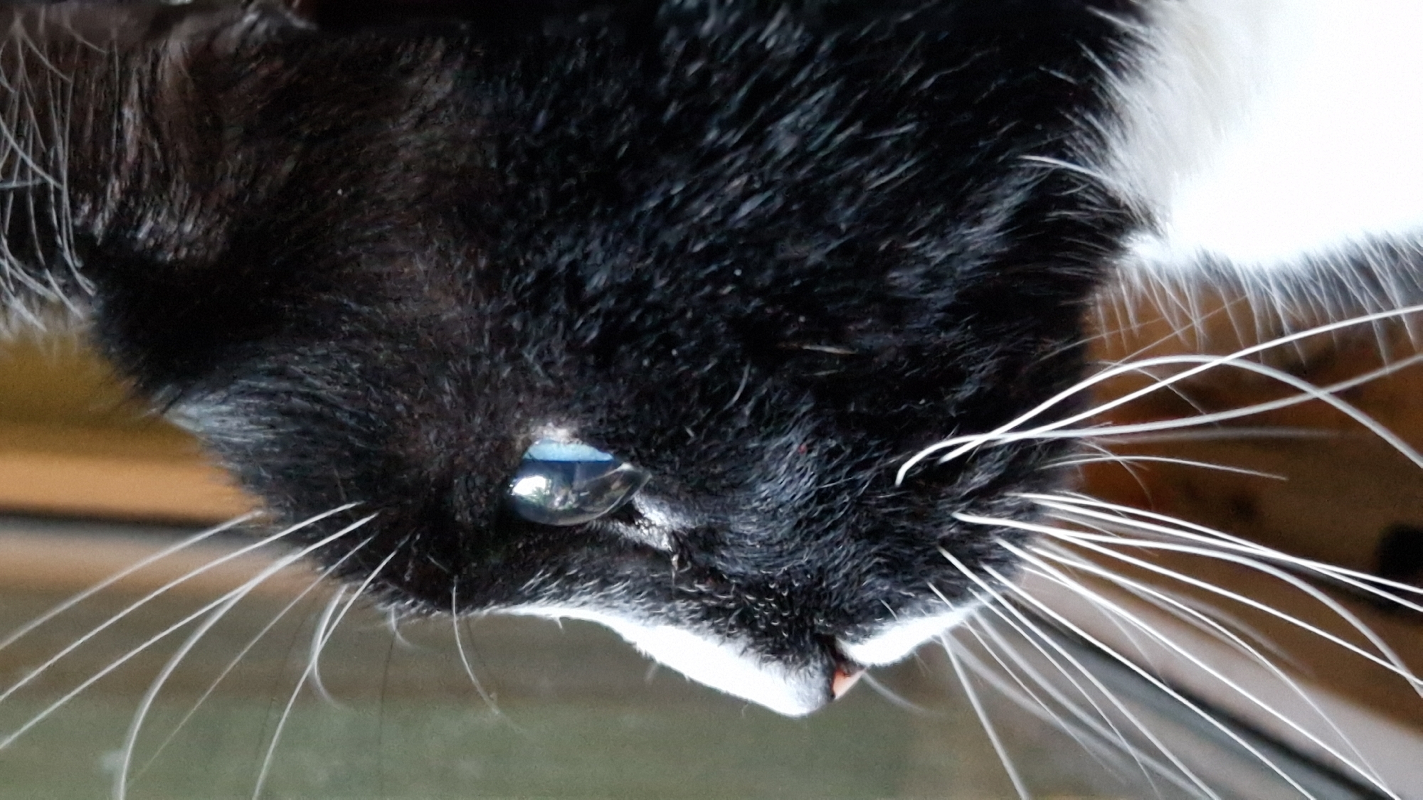 The image is a close-up, side-profile shot of a black and white cat's head, likely indoors, looking out a window. The cat's fur is primarily black with white markings on its muzzle and chest. Its bright blue eye is visible, reflecting light. Long, white whiskers extend from its muzzle. The background is blurred, showing a hint of a wooden structure and what appears to be foliage or a curtain. There is no indication of the location being in Riga, Latvia.