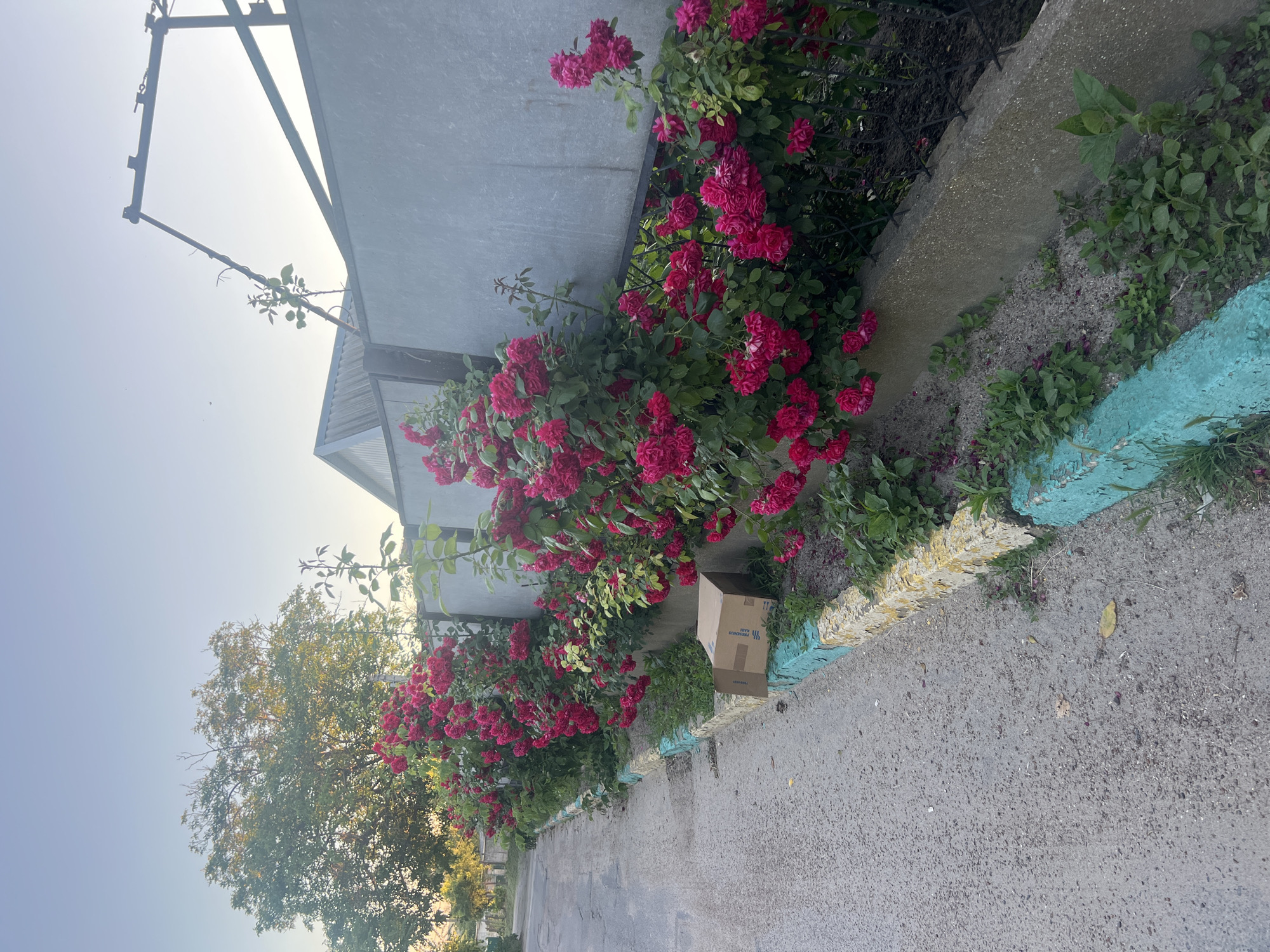 The image depicts a street scene in Dubăsari town council, Moldova, on a clear day with soft, early morning or late evening light. A row of vibrant pink roses grows along a grey concrete fence that runs parallel to a paved road. The roses are in full bloom, creating a lush, colorful border. To the left of the roses, a concrete curb, painted with bands of yellow and turquoise, separates the road from the flowerbed. A small, brown cardboard box sits on the curb near the roses. In the background, trees and a building with a corrugated roof are visible. The overall impression is one of a quiet, well-maintained residential area with a touch of natural beauty.