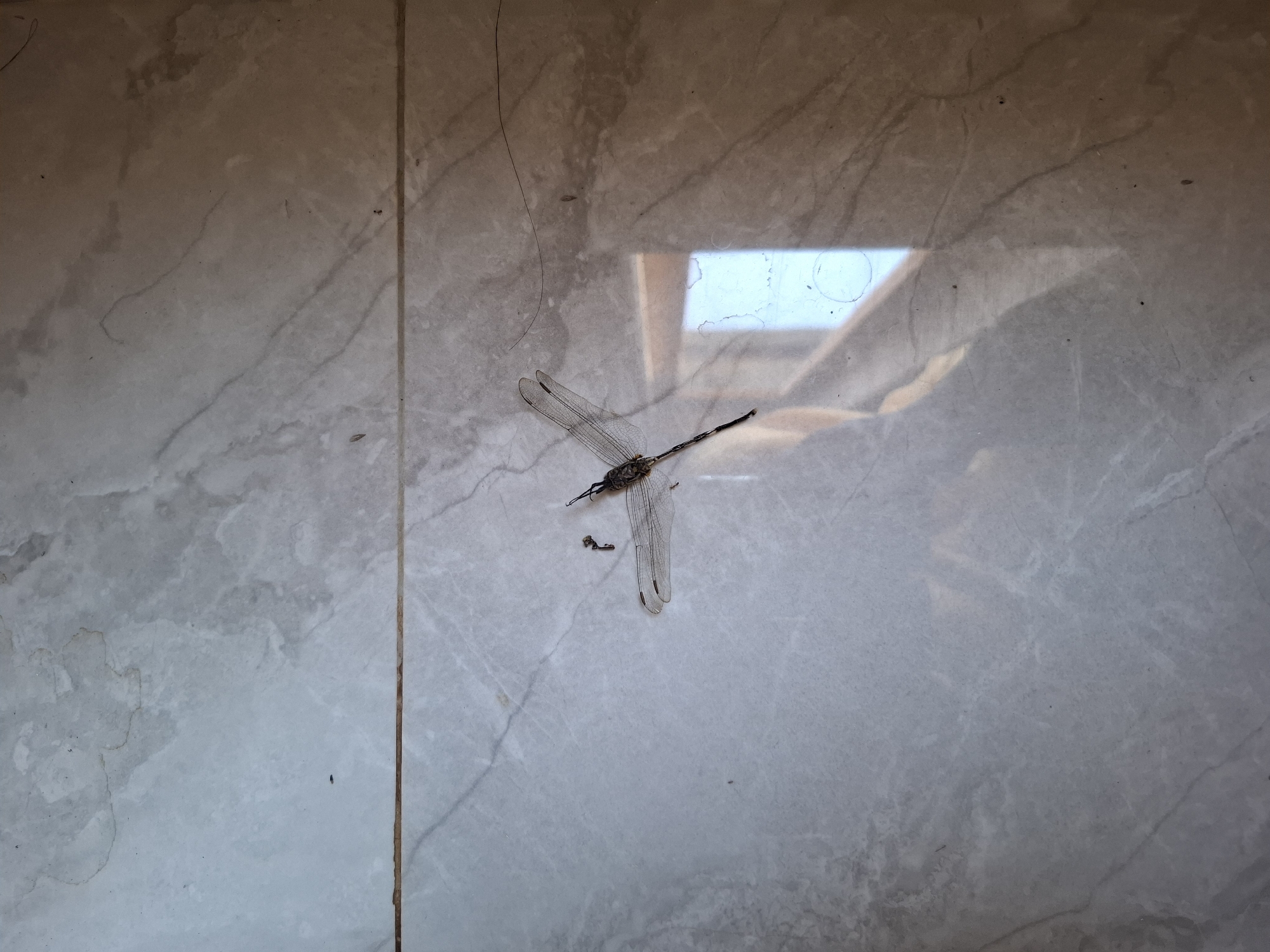 An overhead shot captures a dead dragonfly lying on a tiled floor in Gronggrong, Indonesia. The dragonfly, its wings spread, is positioned diagonally on the pale, marble-patterned tiles. A thin dark line, possibly a crack or a hair, runs across the floor to the right of the insect. The tiles are divided by a visible grout line running horizontally across the image. A subtle reflection of a window frame and sky is visible on the tiles to the right of the dragonfly. The scene appears to be indoors, likely a home or public space, given the flooring.