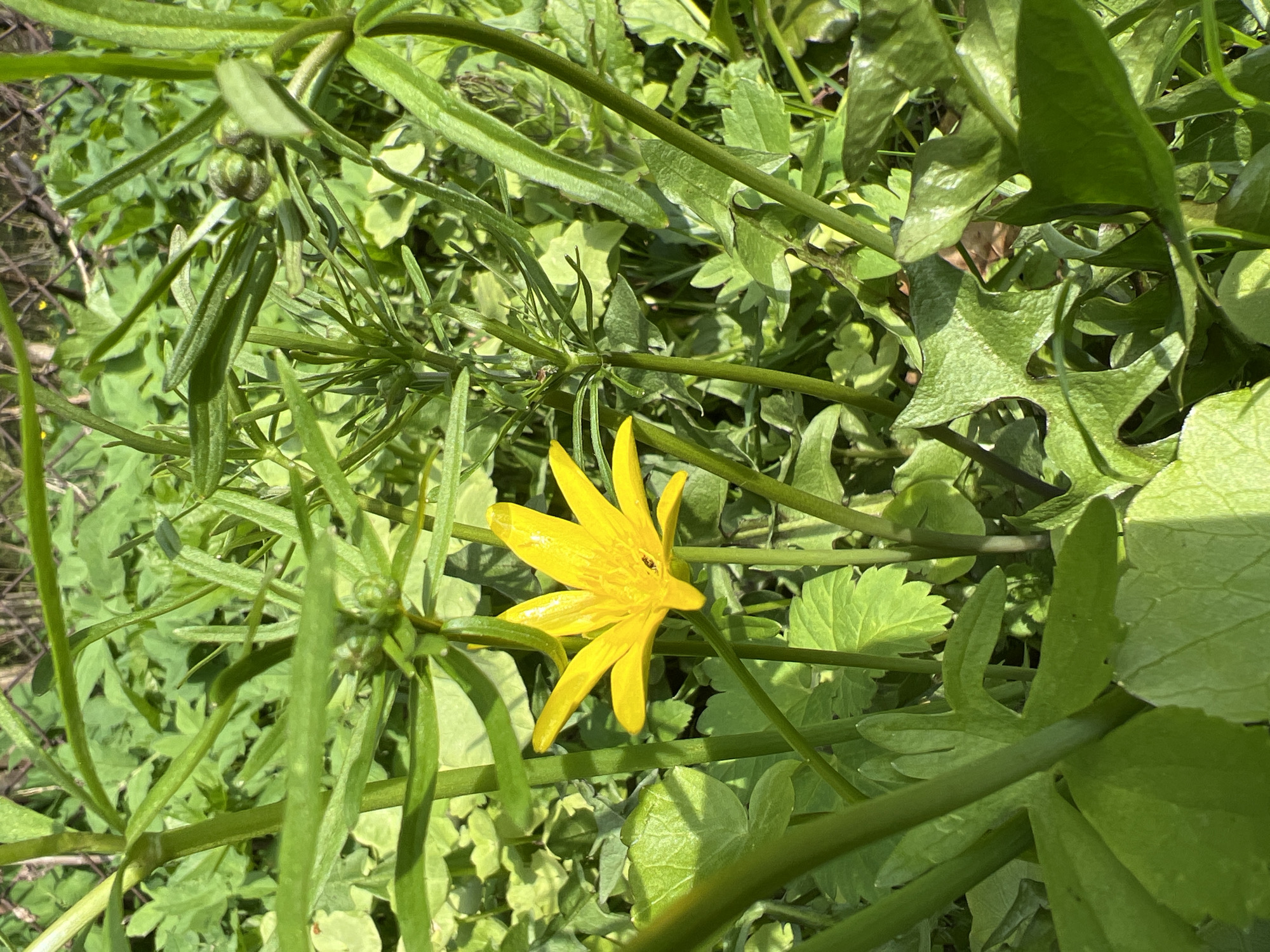 The image shows a close-up view of a Lesser Celandine (Ficaria verna) flower amidst dense green foliage. The flower is bright yellow with multiple petals radiating from the center. The surrounding vegetation consists of various green plants with different leaf shapes, some with rounded lobes and others more linear. The scene appears to be in a natural outdoor setting, possibly a garden or meadow. The location is Ильинская Поляна Снт, Russia. There are no people or explicit actions visible.