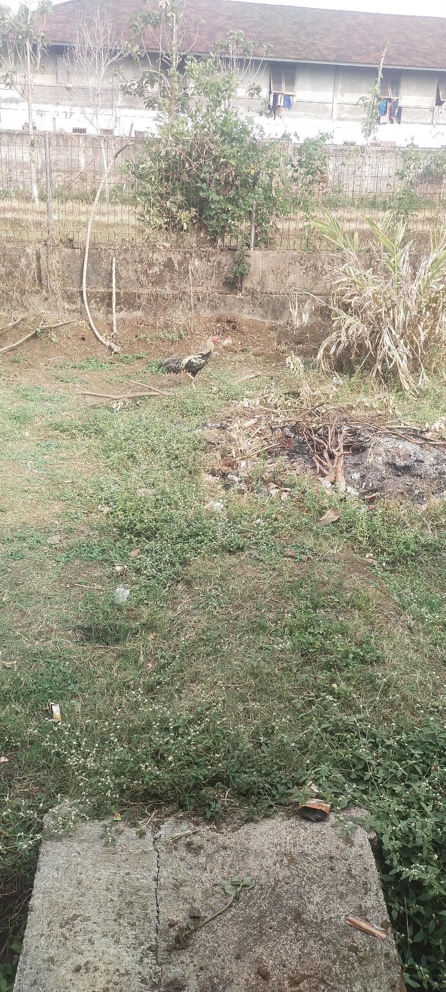 The image depicts an outdoor scene with a rooster in the foreground. The rooster is a large breed with predominantly black and white plumage, and a red comb and wattle. It is standing on a patch of dry grass and some greenery. Behind the rooster, there is a concrete wall and a metal fence, beyond which a building with a brown tiled roof and multiple windows can be seen. Some laundry is hanging from the windows of the building. The ground is uneven and covered with dry grass, weeds, and some debris, including what appears to be burnt wood and leaves. In the lower foreground, there is a cracked concrete slab. The overall impression is of a rural or semi-urban environment, possibly in Pasirhuni, Indonesia, given the context. The scene appears to be captured during daylight hours.