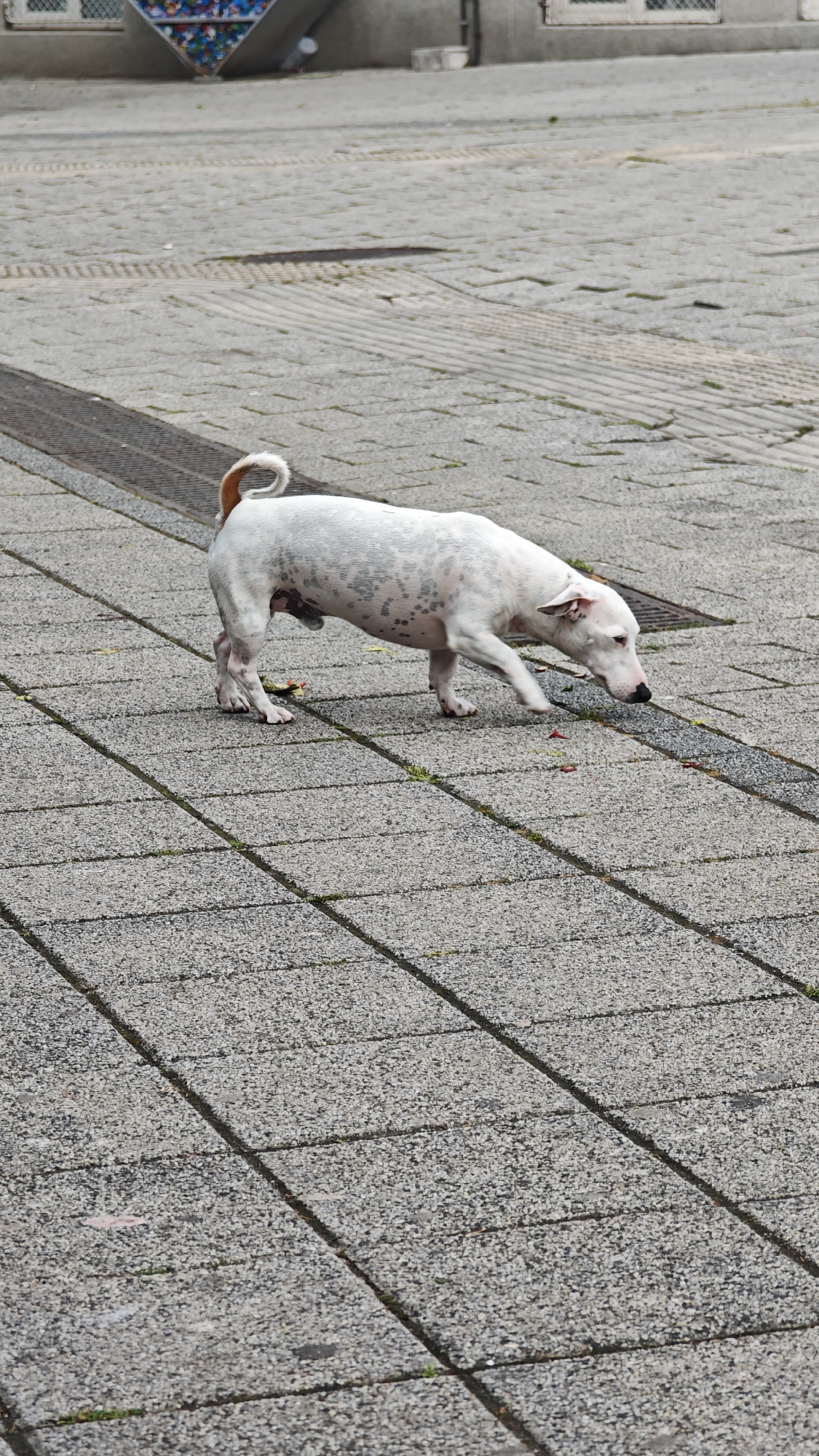 A white dog with dark spots walks across a paved area in Burgas, Bulgaria. The dog has a curled, brown tail. The paving is gray, and there is a grate on the left. A building with a decorated panel is visible in the background.