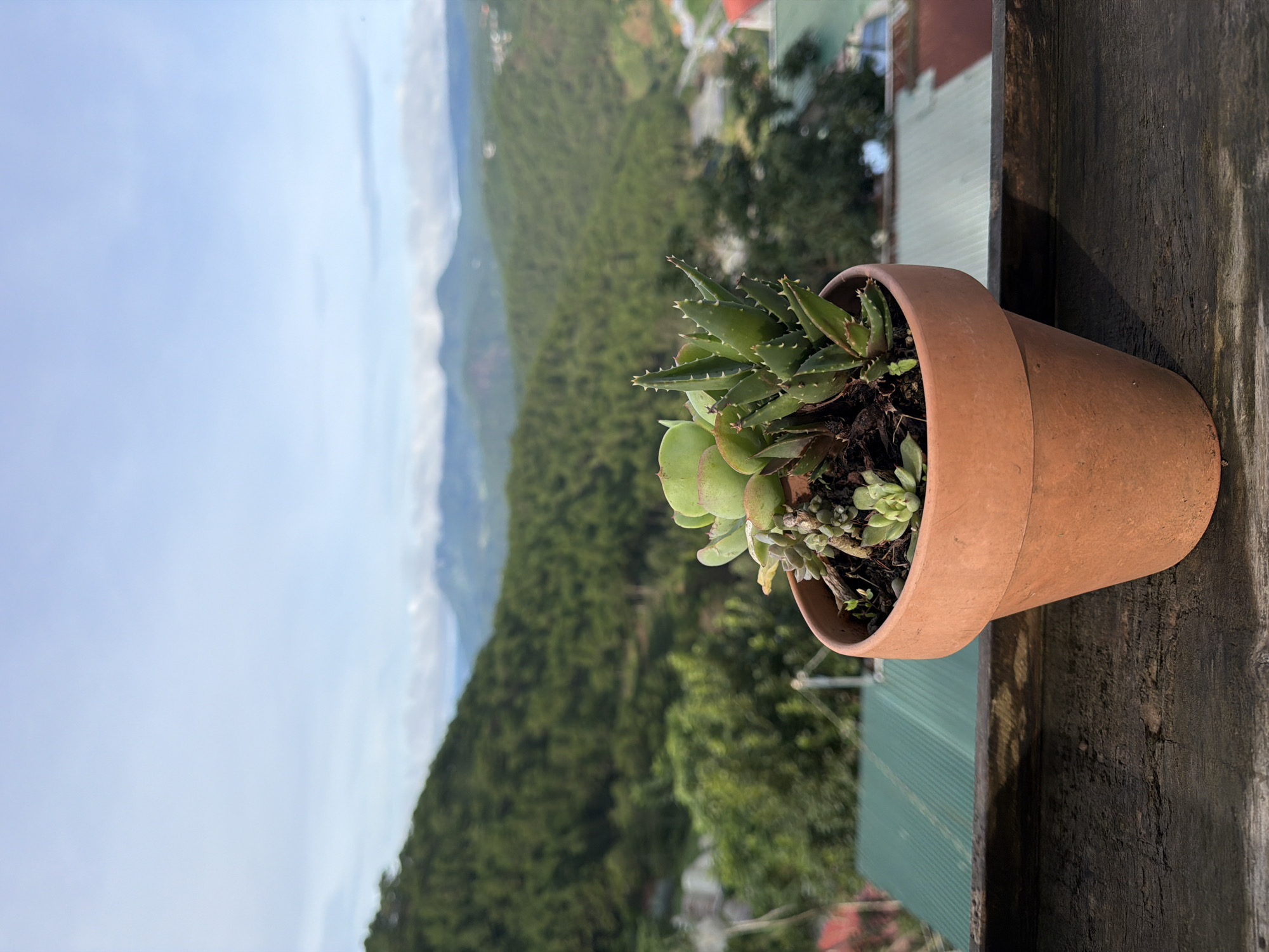 A terra cotta pot containing several succulents is positioned on a weathered wooden surface. Behind the pot, a lush green hillside covered in pine trees descends into a valley. In the distance, mountains are visible under a pale blue sky with scattered clouds. In the foreground, part of a green roof and some red-tiled roofs can be seen. The scene is suggestive of a scenic overlook in a rural or mountainous area, possibly in Xuân Thành, Vietnam, given the landscape and building styles. There are no people or animals present.