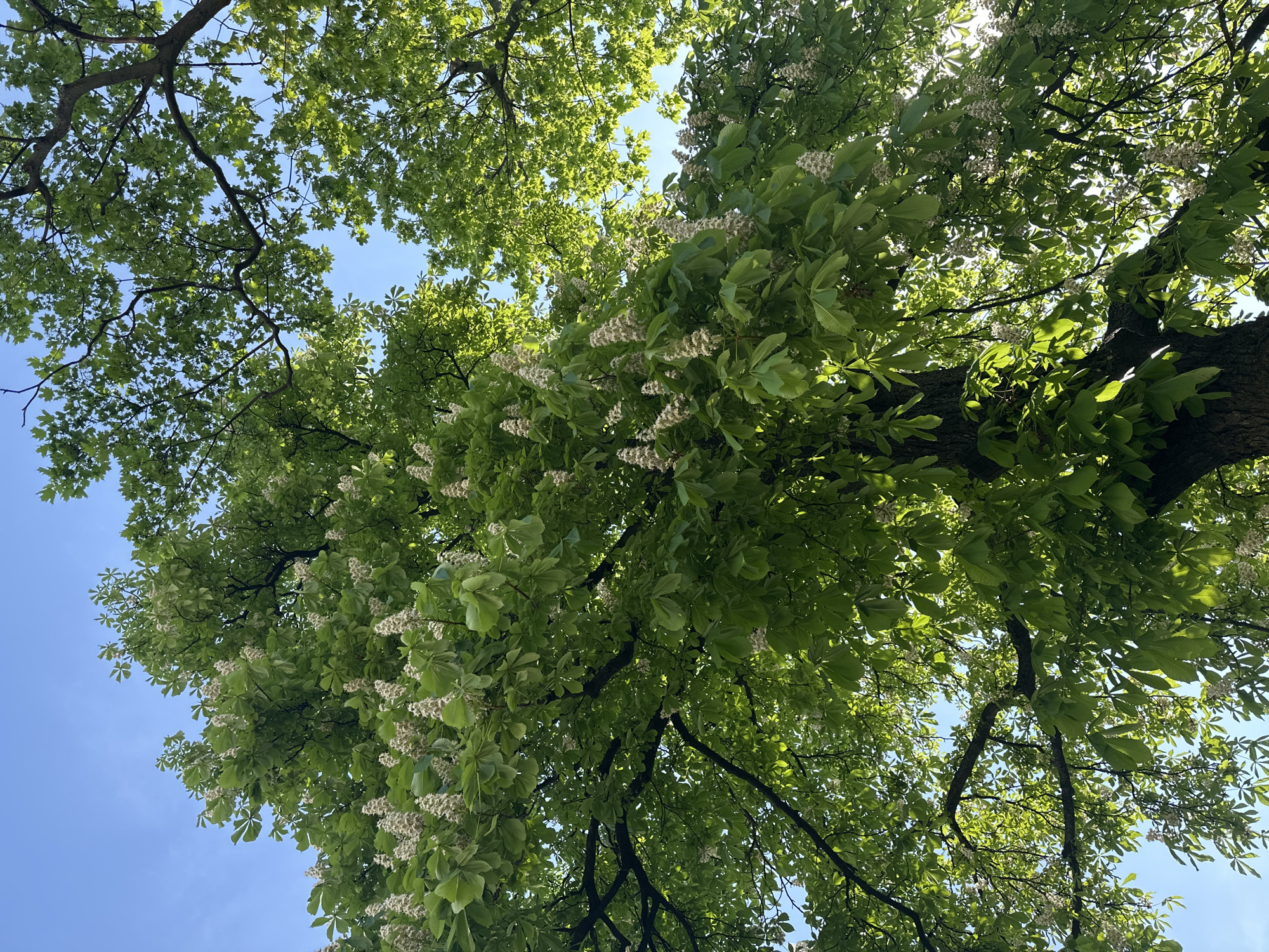 The image depicts a view looking up through the canopy of trees against a blue sky. The leaves are a vibrant green, and white blossoms are visible on the branches of some of the trees. It is a view from a park in the city of Saint Petersburg, Russia. There are no people visible in the image.