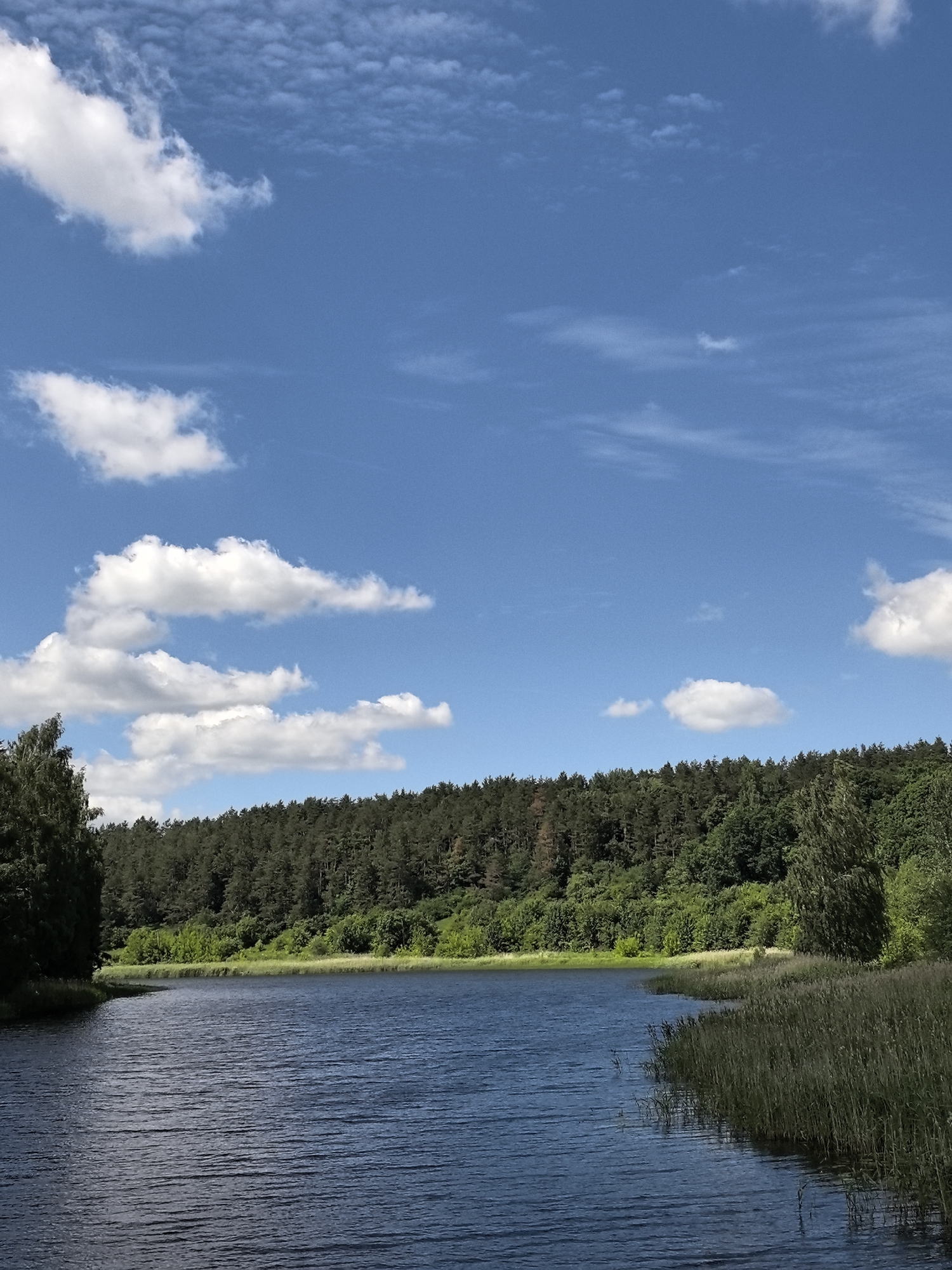 The image depicts a serene natural landscape on a bright, sunny day. The scene is dominated by a wide body of dark blue water, likely a lake or river, with gentle ripples across its surface. The water occupies the lower half of the frame, reflecting the sky.
Along the far bank of the water is a dense, continuous line of dark green trees, forming a forest that covers a gentle slope. The trees are a mix of pine and deciduous varieties, creating a rich texture. In the foreground, along the right bank of the water, tall reeds and grasses grow in abundance, reaching towards the sky. A large tree stands on the far left of the image, its dark green foliage framing the edge of the scene.
The sky above is a vibrant, clear blue, punctuated by several fluffy white cumulus clouds. These clouds vary in size and shape, adding visual interest to the expansive sky. The lighting suggests it is daytime, likely late morning or early afternoon, given the brightness and clear sky. The overall mood of the image is peaceful and tranquil, evoking a sense of calm and natural beauty. There is no visible text in the image.