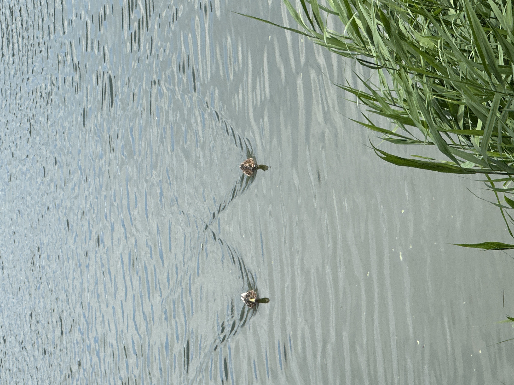 This is a top-down shot of two ducks swimming in calm water. The water has ripples and reflects the sky, creating a textured surface. Green reeds or tall grass are visible in the upper right corner, casting shadows on the water. The lighting suggests it is daytime, likely sunny given the bright reflections. The scene appears to be a natural outdoor environment, such as a pond, lake, or slow-moving river. The ducks are brown and appear to be mallards, each leaving a wake as they move through the water. There is no visible text in the image.