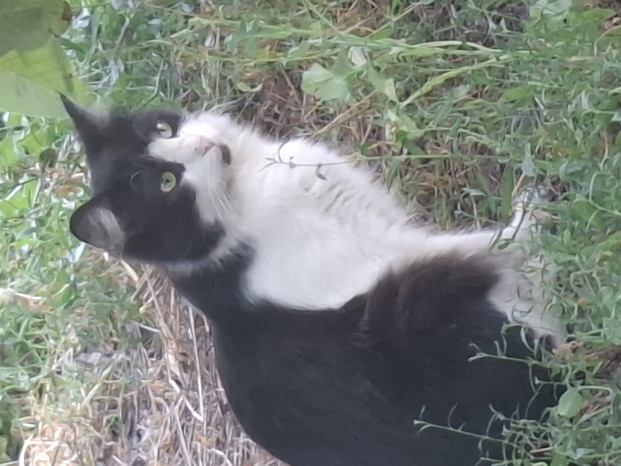 A black and white cat is sitting in the grass in what appears to be an urban park or green space in Almaty, Kazakhstan. The cat is facing left, with its body angled towards the viewer. Its fur is predominantly black with a white chest and muzzle. The background consists of dry grass, green foliage, and a hint of brown earth. The lighting suggests it is daytime, possibly late afternoon, given the soft light and shadows.