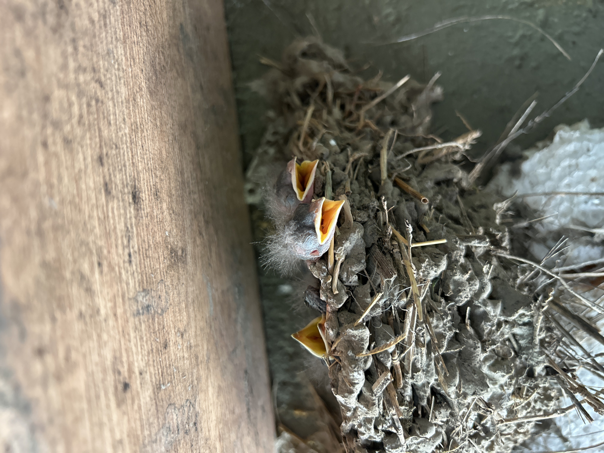 A close-up shot depicts a mud swallow's nest attached to a wooden structure and a concrete surface. Three chicks are visible in the nest with their mouths open, presumably waiting to be fed. The nest is constructed of mud, straw, and feathers. The wooden structure appears to be part of a building. The location is Milkovitsa, Bulgaria. No people are visible.