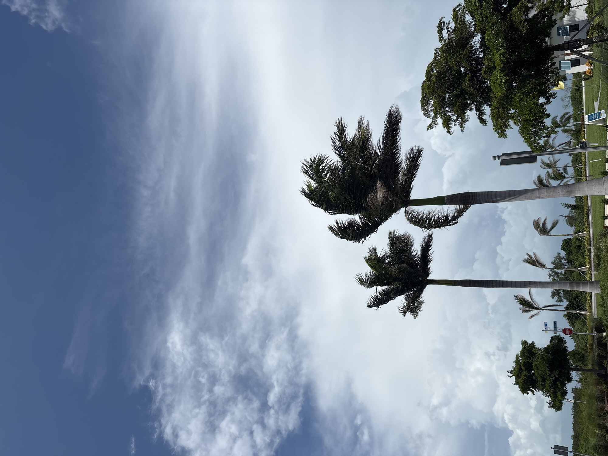 In Bradenton, Florida, United States, on a cloudy day, two tall palm trees stand prominently in the foreground, their fronds whipping in the wind. Their trunks are thick and textured, and their leaves are dark green and feathery. To the right of the palm trees, a large, leafy green tree with a dense canopy is visible, its branches reaching towards the sky. Further in the background, there is a street sign with a stop sign, indicating a road intersection. The sky above is a mix of dark and light clouds, with patches of blue visible. The overall scene suggests a tropical environment experiencing windy conditions.