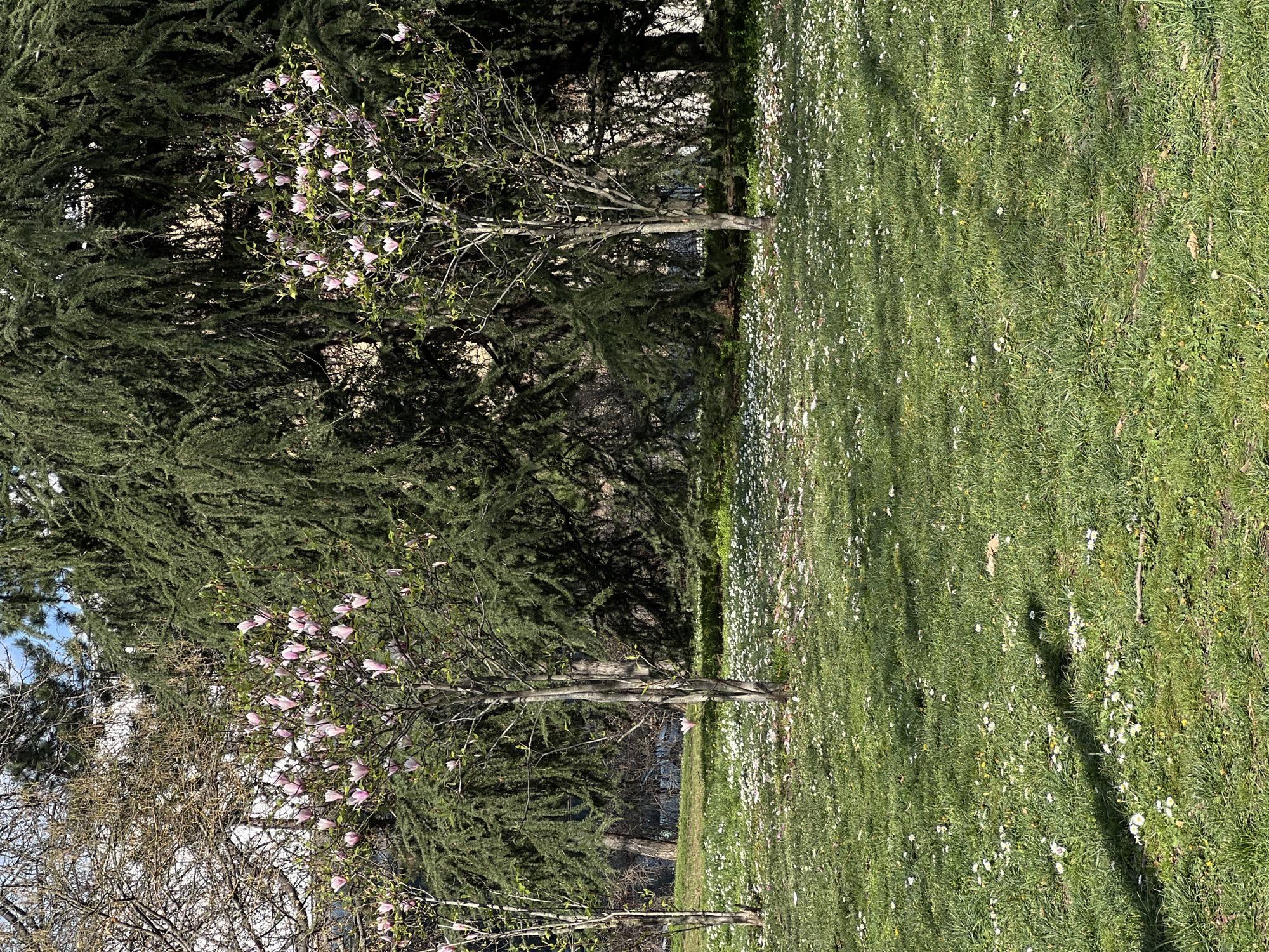 The image captures a sunlit outdoor scene in Palilula Urban Municipality, Serbia, featuring a grassy field and several trees. The field is covered with a dense layer of grass interspersed with small white flowers, appearing as if they are scattered across the green surface. Two prominent trees stand at the edge of the field; they are partially in bloom, displaying pink blossoms that contrast with the green foliage. The background includes additional trees, contributing to a sense of depth and suggesting a park or wooded area. Shadows cast across the field indicate the presence of sunlight and potentially other objects not visible in the frame.