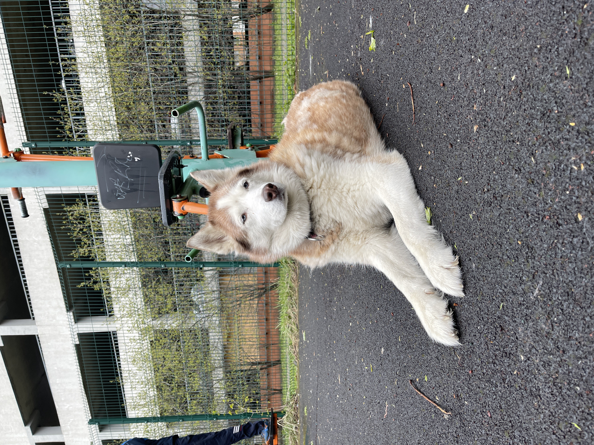 The image, originally rotated 90 degrees counter-clockwise, presents a calm husky dog lying on a dark, textured ground surface. The dog has striking light brown/reddish and white fur, and is looking directly at the camera with discerning eyes. It wears a dark collar around its neck.
In the background, a green metal fence stretches across the scene, separating the immediate area from a strip of trees and bushes with fresh, light green foliage, indicating springtime. Beyond the vegetation, a multi-story building with a modern, possibly residential, architectural style is visible. To the left of the dog, an orange and green metal piece of exercise or playground equipment is present. A black rectangular panel on this equipment displays white, illegible scribbles or markings.
The ground is dark, appearing to be an asphalt or rubberized playground surface, scattered with small bits of organic debris like leaves and a twig. A person's leg, clad in dark athletic pants with white stripes, is partially visible in the lower left, suggesting someone is standing nearby. The scene depicts an outdoor urban or suburban setting, likely a park or communal area, in Khimki, Russia. The lighting suggests it is daytime, possibly under an overcast sky. The dog appears relaxed and observant. No discernible text is legible on the black panel.