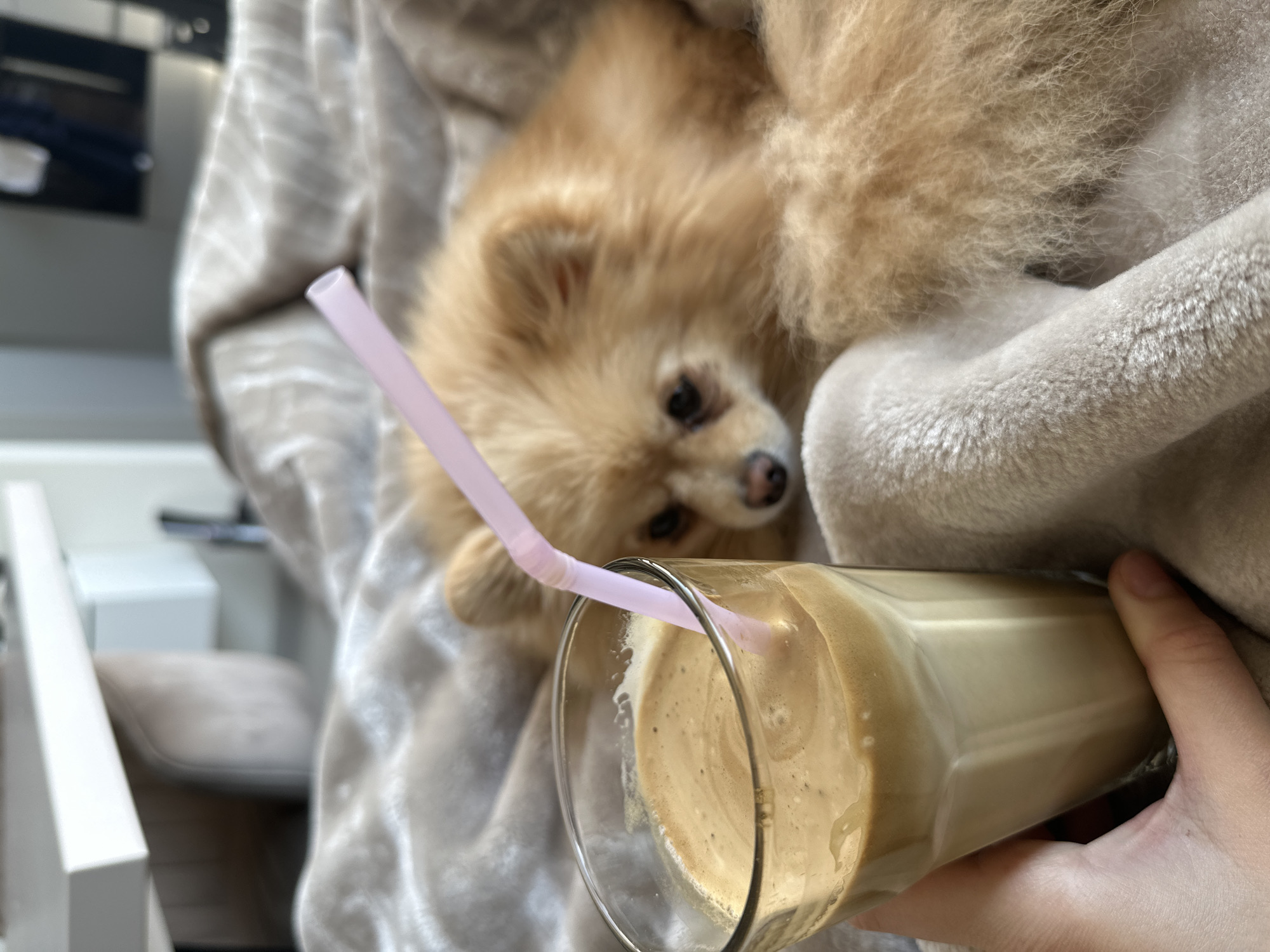 A medium-shot image shows a person holding a glass of a blended beige drink with a pink straw in front of a small, tan-colored dog that is lying on a gray blanket. The person is holding the glass in their right hand. The dog has black eyes and a small nose. The background is blurry but includes a white chair and what appears to be a window or a light-colored wall. There is no information to suggest the image was taken in Stara Zagora, Bulgaria.