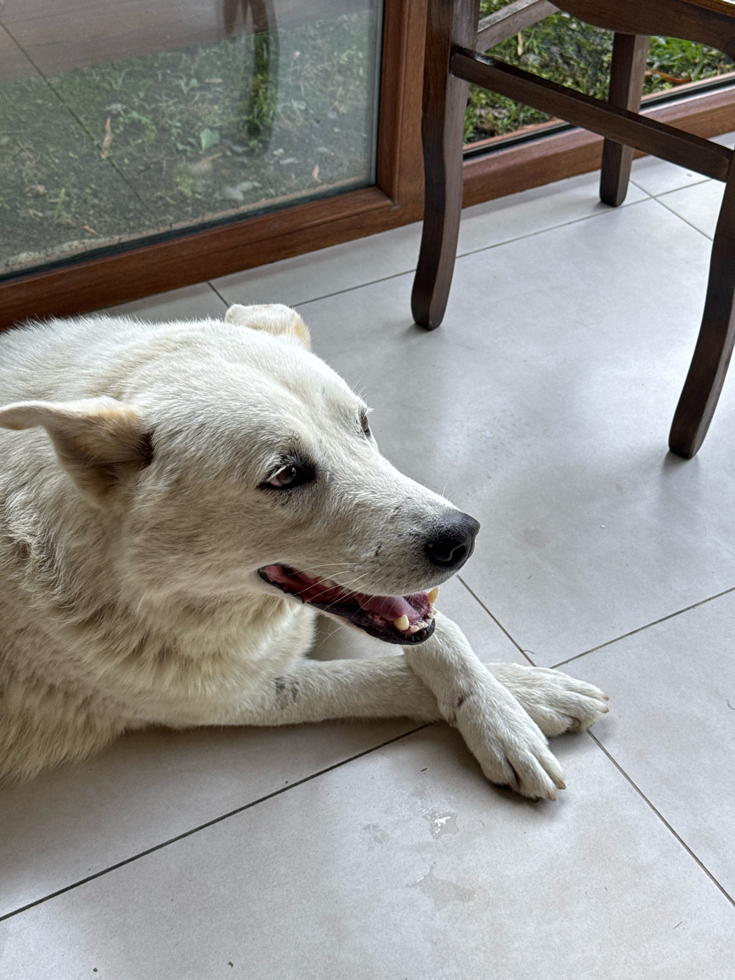 A medium shot shows a white dog with light brown eyes lying on a light gray tiled floor. The dog is facing to the right, with its mouth slightly open and tongue visible. Its front paws are crossed. Behind the dog, to the left, is a large window with a wooden frame, through which green grass and foliage are visible. To the right of the dog, a portion of a dark wooden chair is visible. The lighting is natural and appears to be from overhead. The overall scene suggests an indoor setting, likely a home or a commercial establishment, in Telavi, Georgia.
