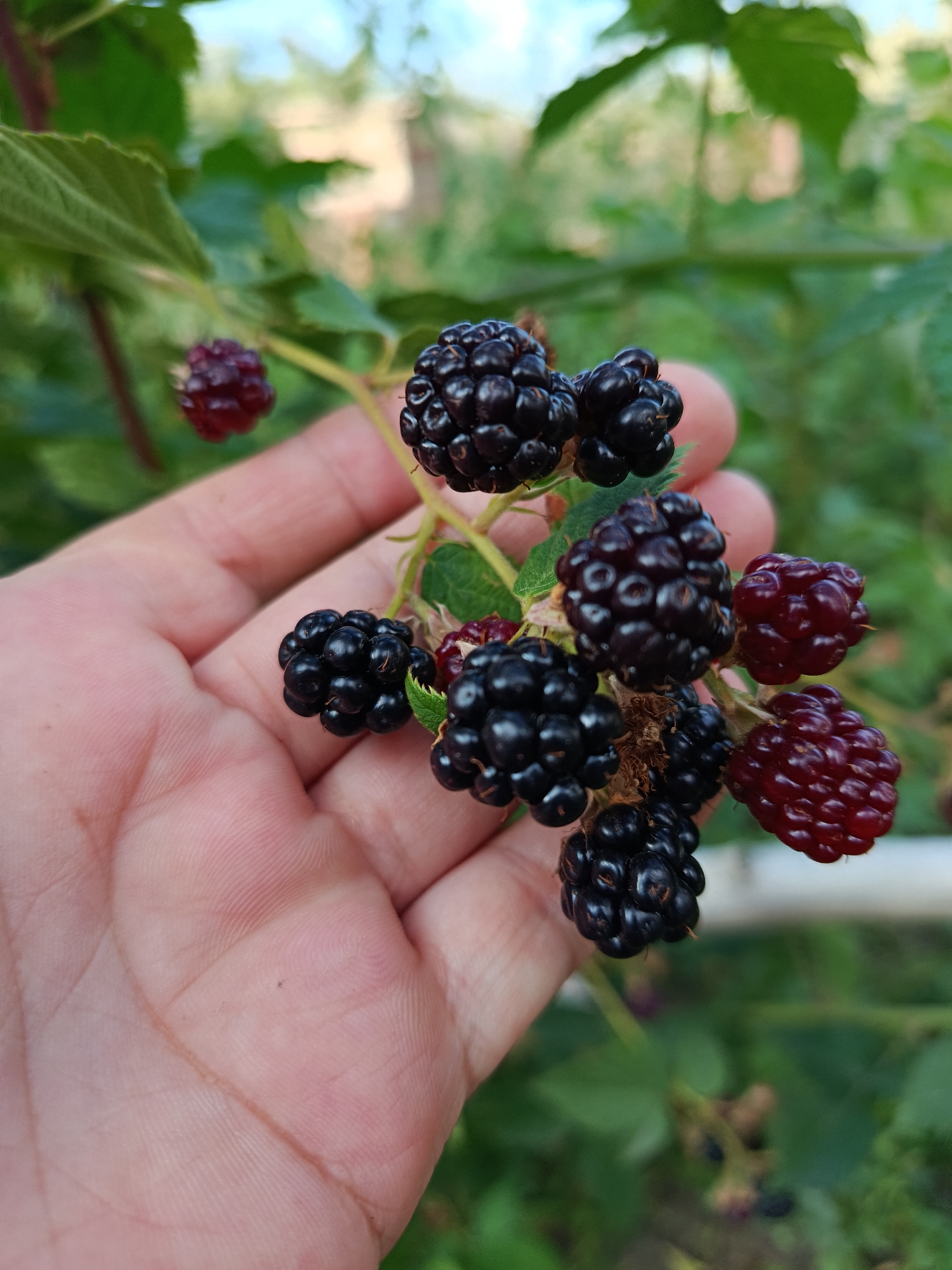 A person's hand is holding a cluster of ripe and unripe blackberries in an outdoor setting. The blackberries are a mix of deep purple-black and red, with visible drupelets. The hand, with visible palm lines, is positioned beneath the berries, supporting them. The background consists of green foliage and branches, suggesting a garden or natural environment. The lighting indicates it is daytime. The image is a close-up shot focused on the berries and the hand. There is no indication of the city of Койлык, Kazakhstan, within the visual information of the image.