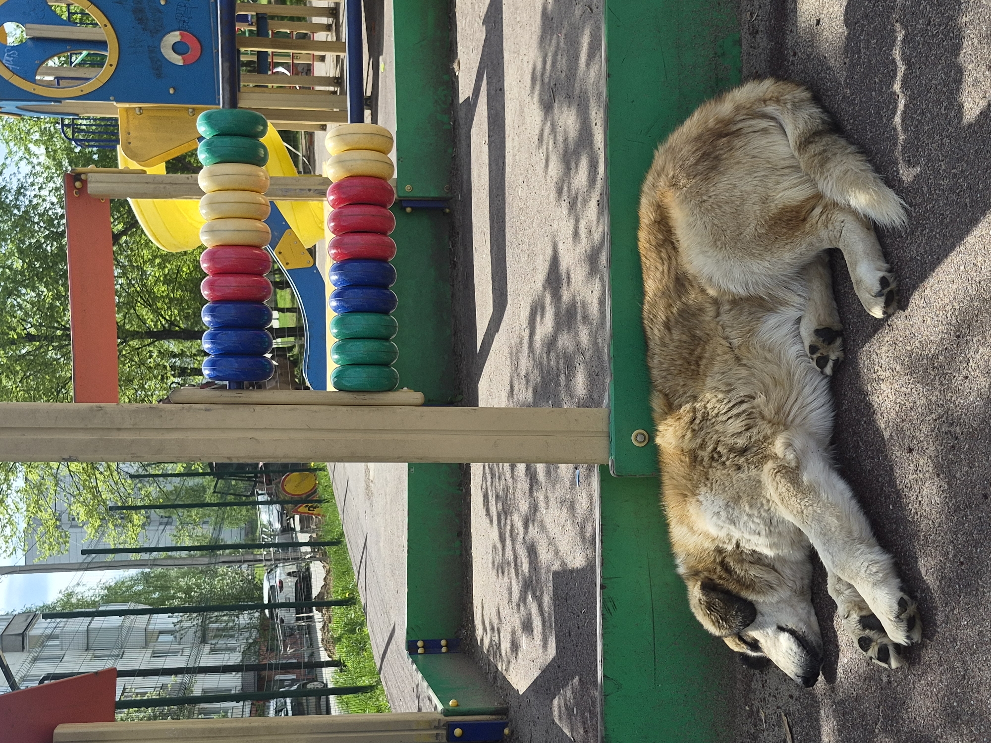 The image depicts a dog sleeping on the ground next to a playground structure. The dog is light brown and tan, with its paws facing the viewer. The playground structure is a combination of yellow, red, blue, and green elements, with stacked rings on vertical poles. The ground is paved, and there are shadows of trees. In the background, there are buildings and trees.
