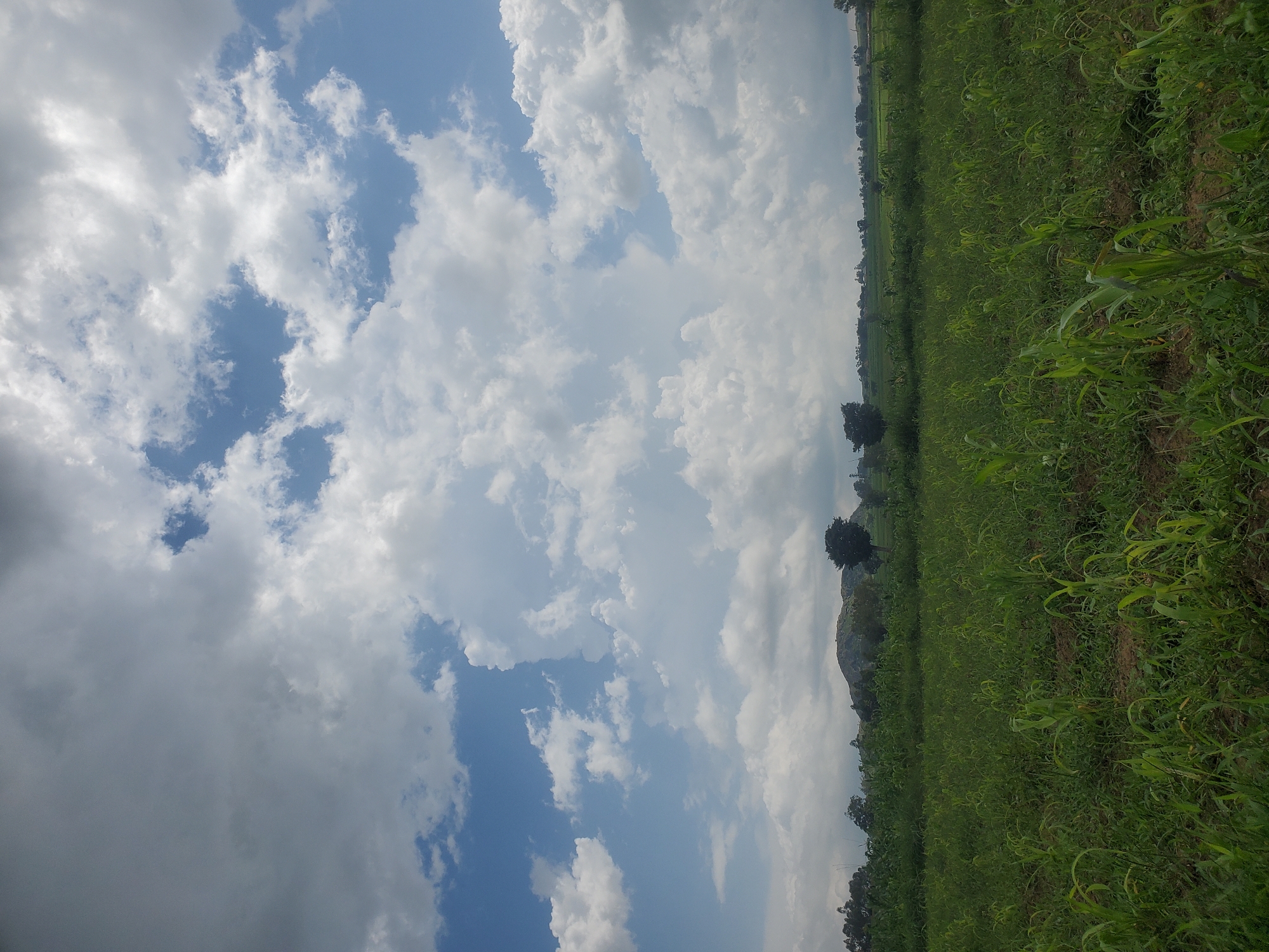 The image depicts a vast expanse of green farmland under a dramatic, cloudy sky. In the foreground, rows of young crops, likely corn or a similar plant, grow densely on dark soil. The stalks are a vibrant green, some reaching knee-high, with visible leaves and stems. The field stretches towards the horizon, where it meets a line of trees and undulating hills. A prominent rocky outcrop is visible on one of the hills in the mid-distance. The sky is filled with a mixture of bright white cumulus clouds and darker, more diffused gray clouds, suggesting dynamic weather conditions. Patches of blue sky are visible through the clouds. The scene appears to be rural, characterized by agricultural land and natural landscape features. No people or man-made structures other than the farmland itself are clearly discernible in this image. The lighting suggests it is daytime, possibly late morning or early afternoon, with the sun intermittently breaking through the cloud cover. The image does not contain any elements that specifically identify it as being in Wumat Central, Nigeria.