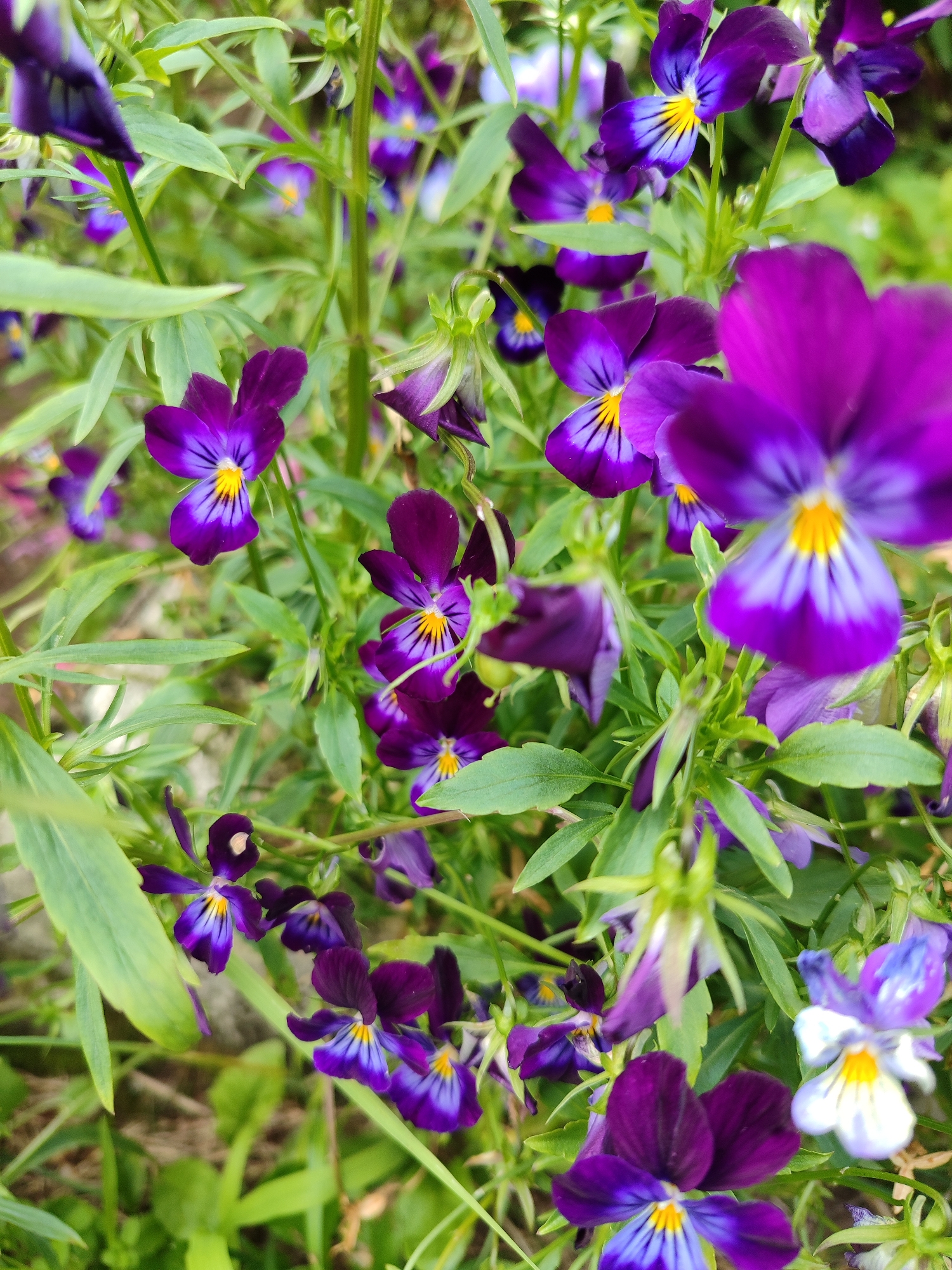 The image depicts a close-up view of a cluster of purple pansies with yellow centers, interspersed with green foliage. The flowers are varied in their focus, with some in sharp detail and others blurred by the shallow depth of field. The overall impression is one of lush, blooming nature. The scene is set outdoors, surrounded by green leaves and stems, suggesting a garden or natural setting. No people or man-made structures are visible.