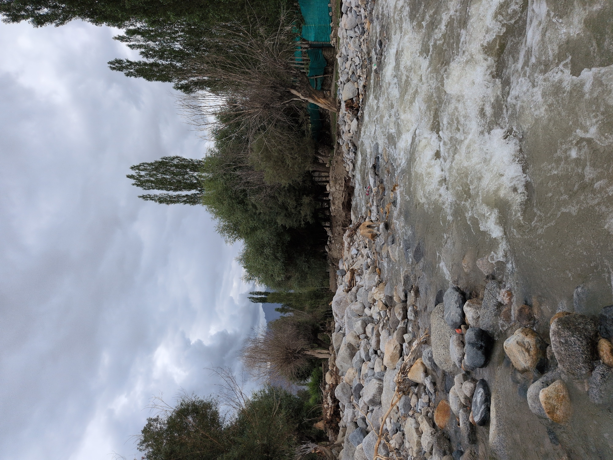 An overcast day in Leh, India, reveals a rocky riverbed with a fast-flowing, muddy stream. The foreground is dominated by smooth, grey, and brown river stones of various sizes. To the right, the water churns with white foam, indicating its rapid movement. In the middle ground, a light-colored dog stands near the water's edge, facing left. Behind the river, a dense line of trees forms the mid-ground, with some bare, gnarled trees interspersed among leafy ones. Tall, dark green trees are visible further back on the right. The background consists of dark, dramatic clouds that obscure the sky, with glimpses of distant mountains. The scene appears natural and somewhat wild, with a hint of human presence suggested by a green net fence on the far right and some debris scattered among the rocks.
