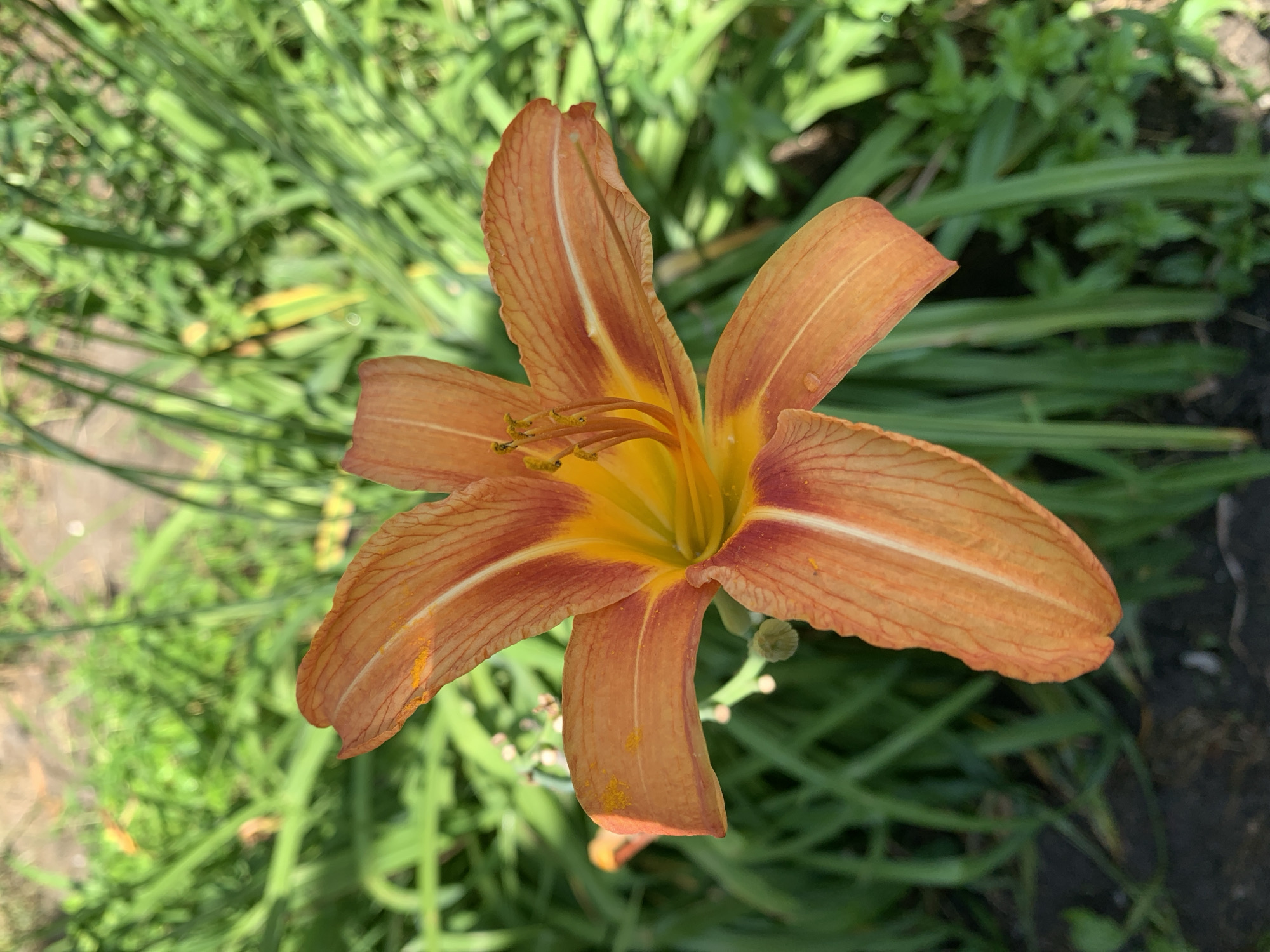 A close-up shot features a single orange lily in full bloom, its petals unfurling in a star-like pattern. The flower's center is a vibrant yellow, with orange veins running through each petal. The stamens are visible, tipped with yellow anthers dusted with pollen. The background is a blur of lush green foliage, suggesting an outdoor setting in a garden or natural landscape. The lighting appears to be natural daylight, casting a soft glow on the flower and highlighting its delicate textures. There are water droplets on some of the petals, indicating recent rain or dew. The image is devoid of any people or text.