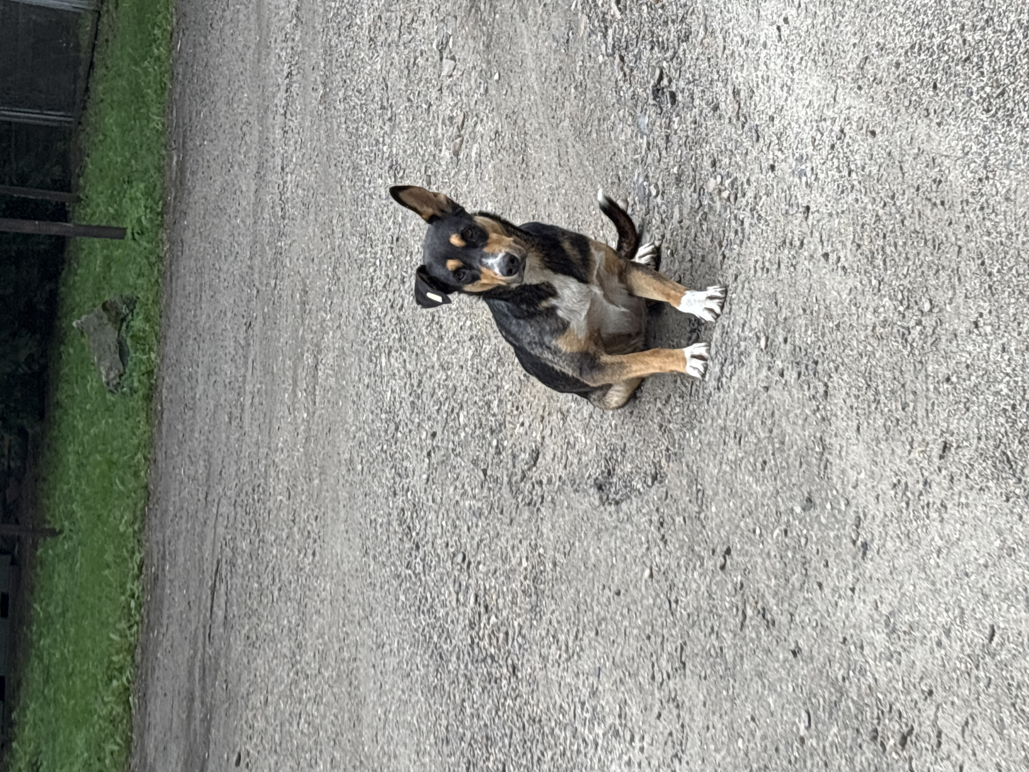 A medium-sized dog with black, tan, and white fur is sitting on a gravel surface. The dog is looking directly at the camera with its ears perked and its tail curled. In the background, there is green grass and some wooden posts. The scene appears to be outdoors, possibly in a rural or semi-urban area.