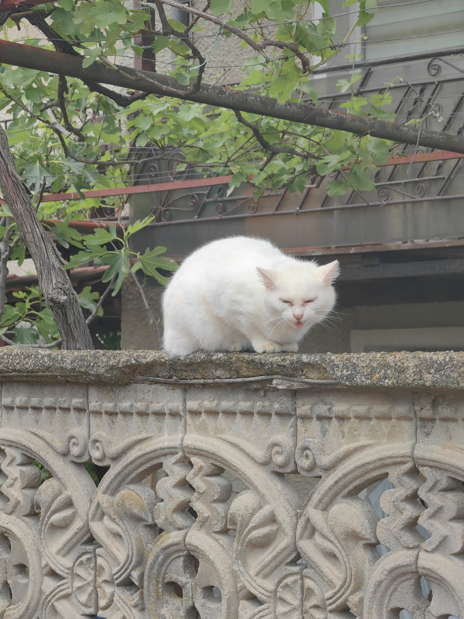 A white cat sits on top of an ornate concrete fence, its tongue slightly visible. Behind the fence are branches with green leaves, parts of a building, and a wrought iron railing. The location is in Slatina, Bulgaria.