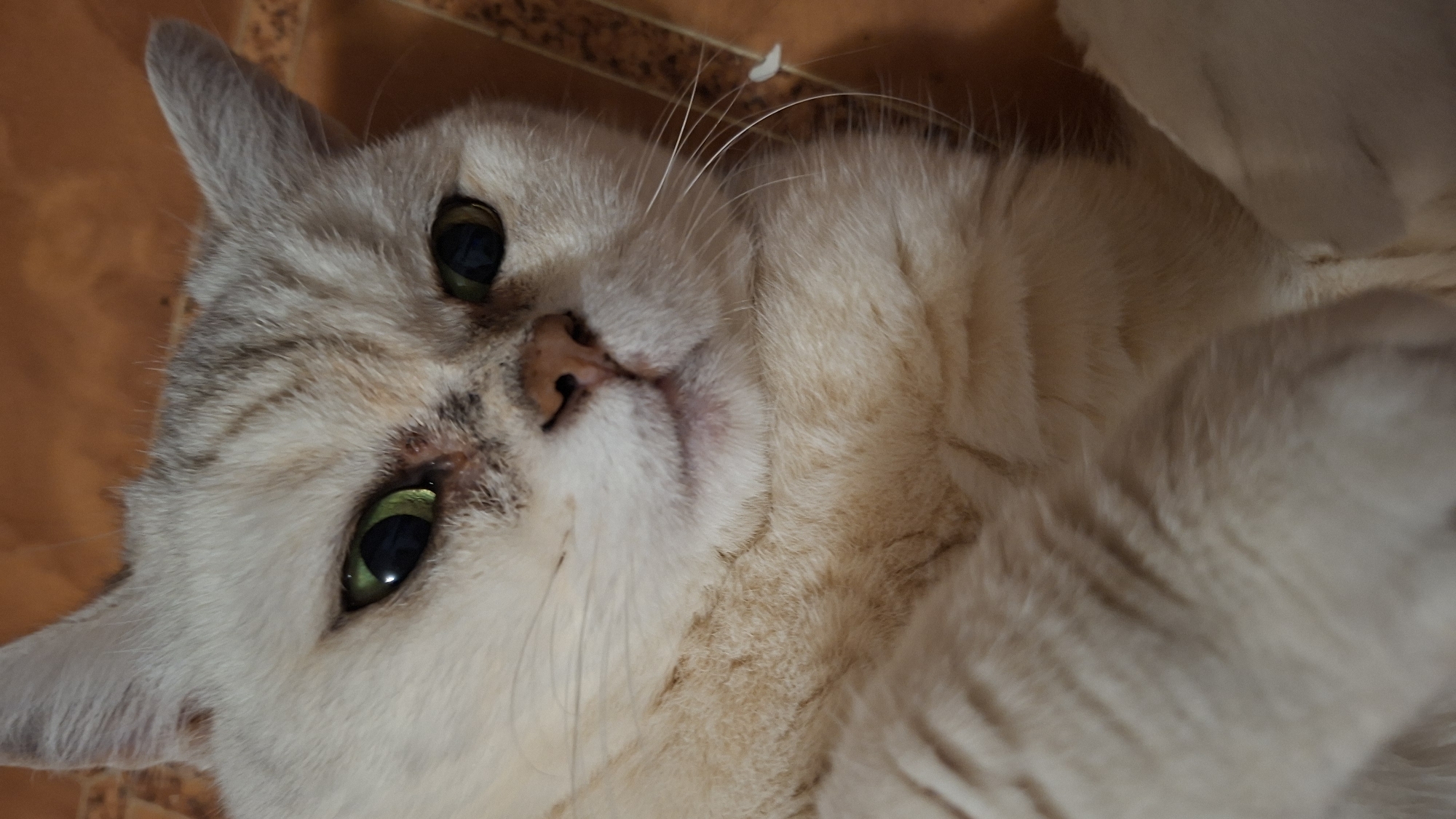 A close-up shot of a cat with light grey and tan fur, green eyes, and a pink nose, lying on its back. The background is a warm, orange-brown tile. The cat's gaze is directed slightly upwards, suggesting a relaxed or playful mood. The shot is well-lit and focused on the cat's face. The image was taken in the area of Забалоцкі сельскі Савет, Belarus.