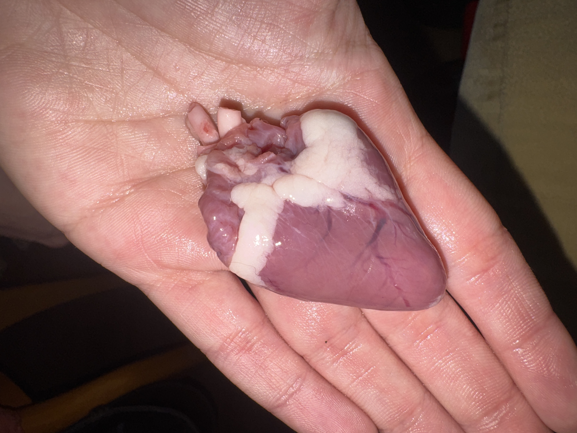 A human hand holds a small, likely animal, heart. The heart is pinkish-purple in color with some white fatty tissue attached. The palm of the hand is pink and shows clear skin texture. The background is dark and out of focus. There is no indication of the city of Sofia, Bulgaria.
