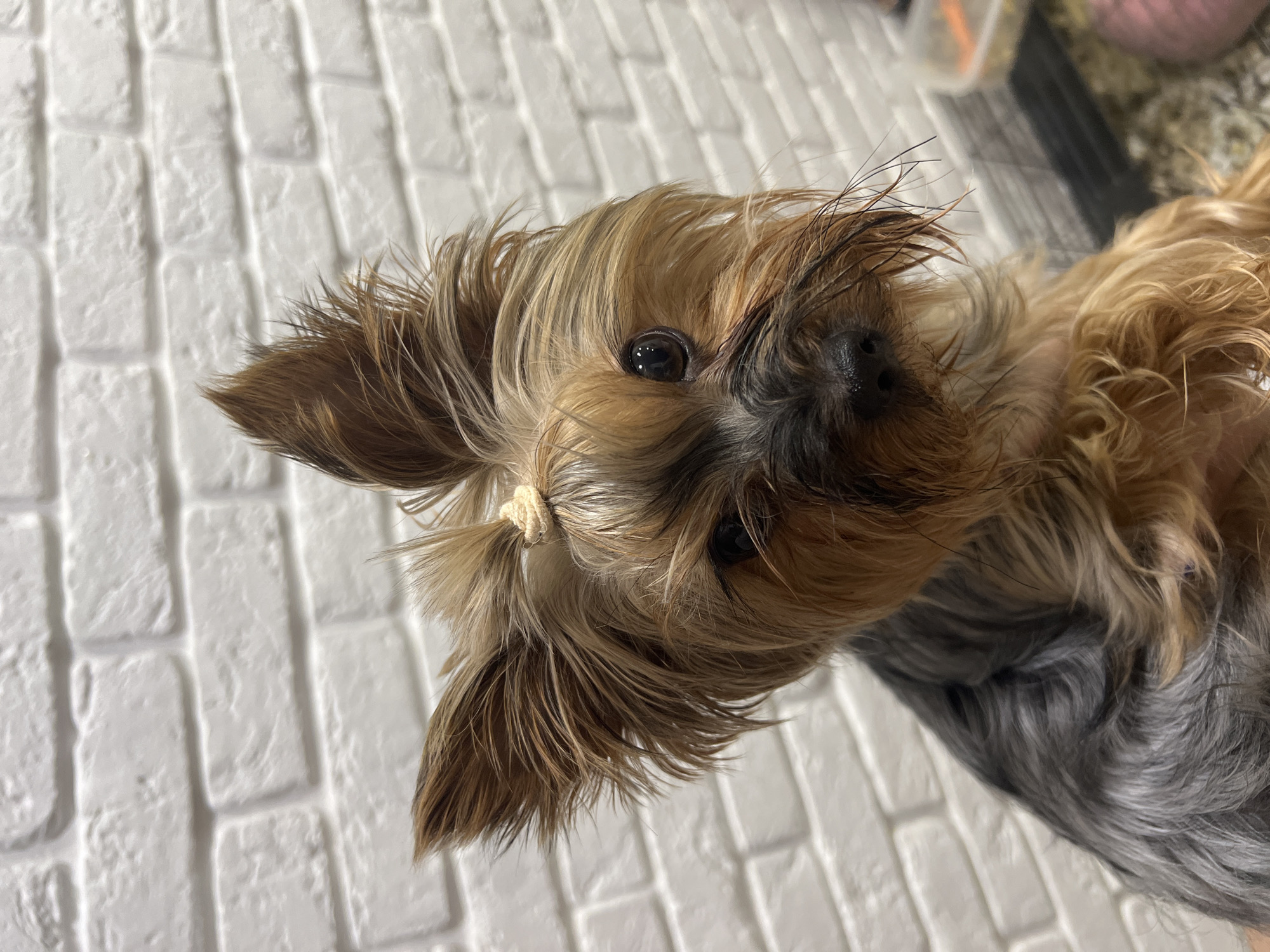 A close-up, tilted shot shows a Yorkshire Terrier dog held up against a white brick wall. The dog's head is the primary focus, with tan and brown fur styled with a small ponytail secured by a light-colored elastic band on one side of its head. The dog has dark eyes and a black nose. Its body is partially visible, revealing gray and brown fur. The background also includes a blurred area of what appears to be a counter or shelf with various containers. No information is provided about the location being in Chaikovsky, Russia, in the image.