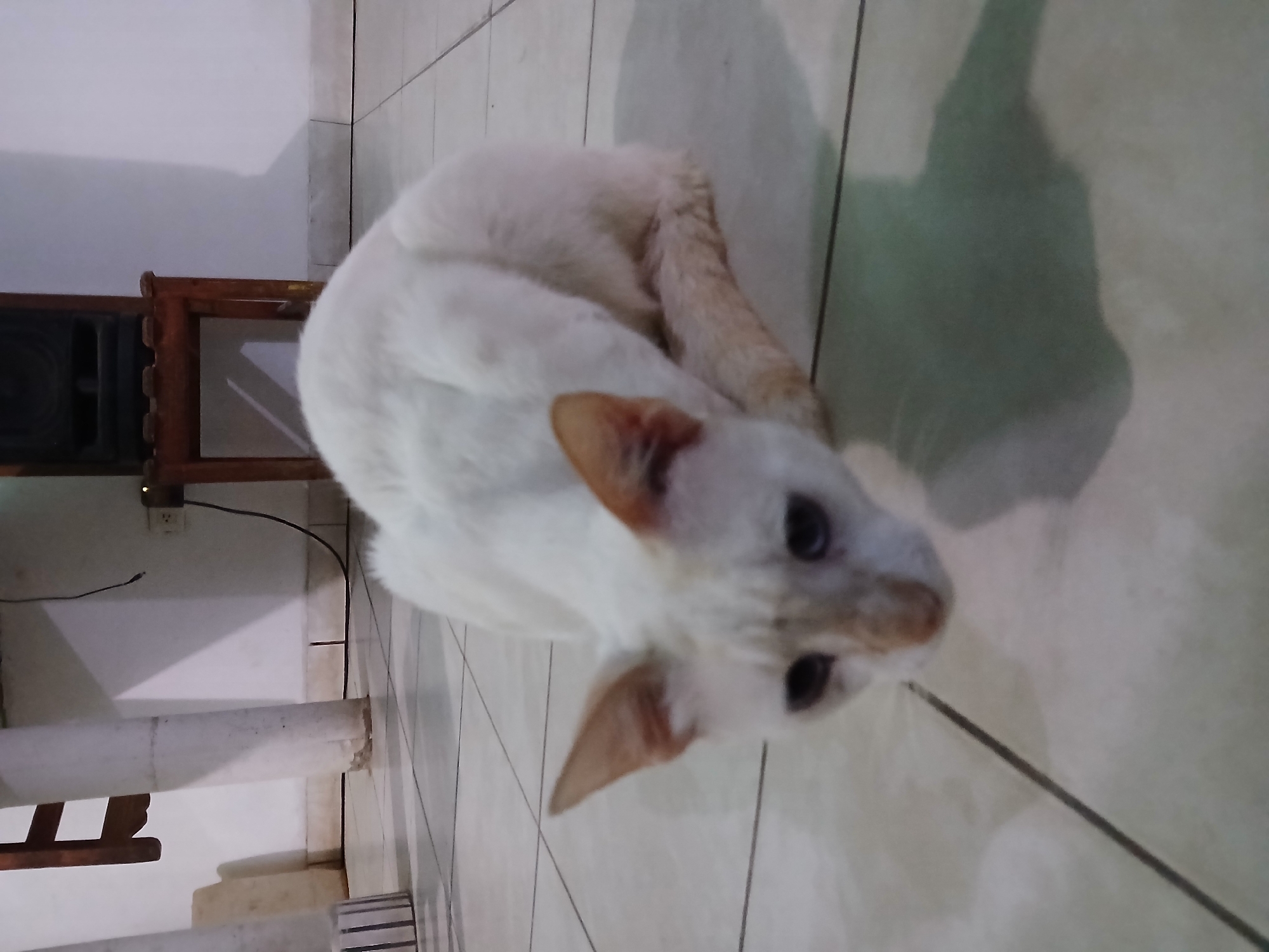 A white cat lies curled on a light beige tile floor. Its head is close to the camera, with light tan ears and a tan patch on its nose. The cat's eyes are dark. A small wooden table sits near the edge of the floor tiles, with a dark object, possibly a speaker, beneath it. A wall with an electrical outlet is visible behind the table. The tiles are on the floor of a building, inside Juan Griego, Venezuela.