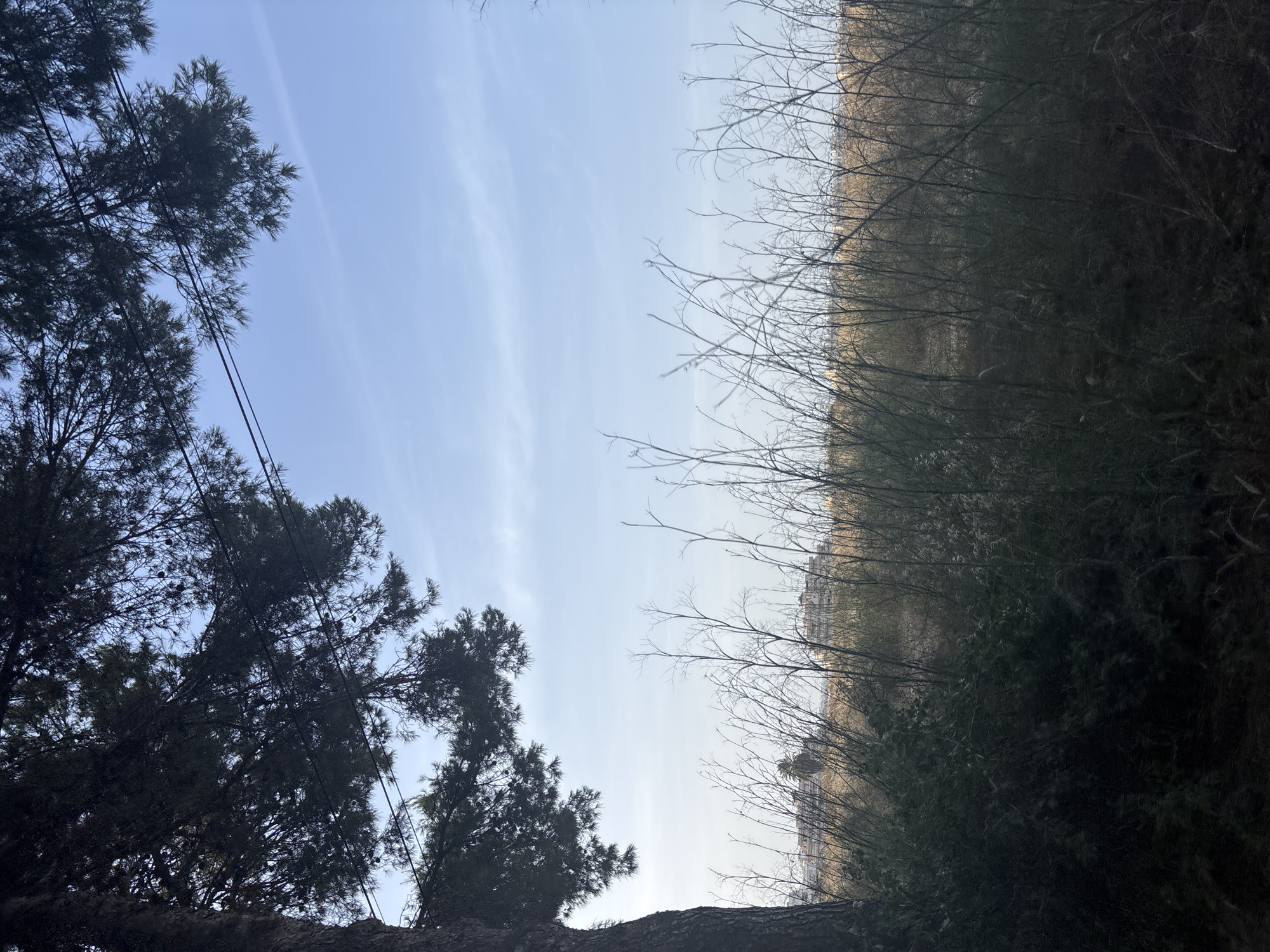 The image depicts a view from a park area, likely on the outskirts of a city, looking towards a distant urban landscape. In the foreground, a large tree trunk is visible on the left, its dark foliage obscuring a portion of the upper left quadrant of the sky. Thin, bare branches of dry grass and weeds fill the middle ground, extending upwards towards a pale blue sky with faint, wispy clouds. In the distance, a cluster of buildings, some appearing to be residential or possibly hotels with balconies, are visible against the horizon. A single palm tree stands out amongst the buildings. The overall impression is one of a natural setting bordering a developed area. The lighting suggests it is daytime, possibly late afternoon or early morning due to the softness of the light and the slight haze. The scene appears tranquil and unpopulated.