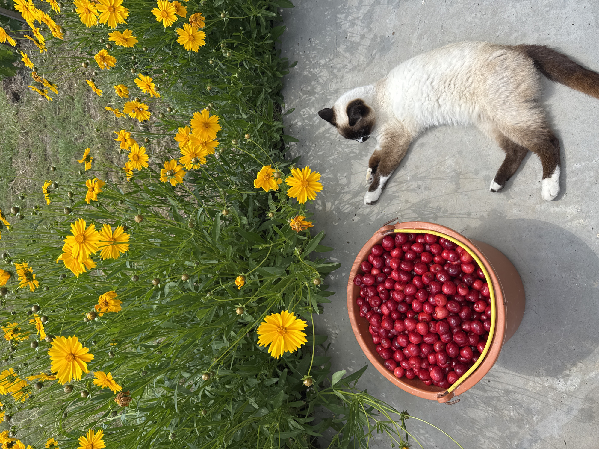 A Siamese cat is lying on its side on a concrete surface. The cat is mostly white with brown points on its ears, face, legs, and tail. It is looking to the left with its paws extended. Next to the cat is a terracotta-colored bucket filled with bright red cherries. Behind the bucket and the cat is a bed of yellow flowers with green foliage. The scene appears to be outdoors in a rural setting within the village of Dobrovske, Ukraine.